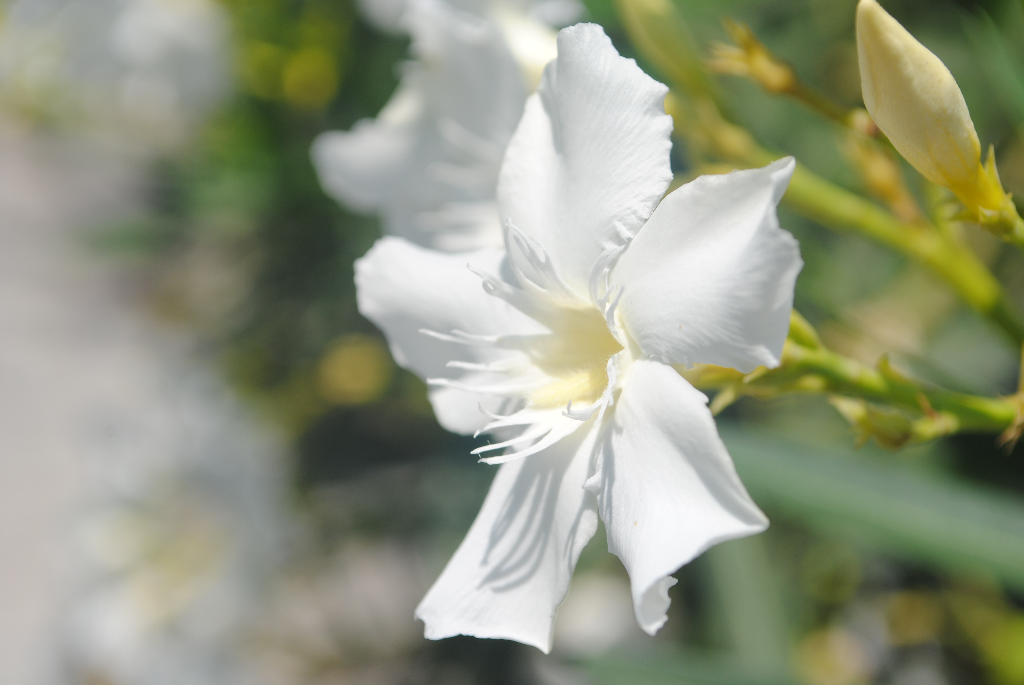 Эухарис, амазонская лилия обои