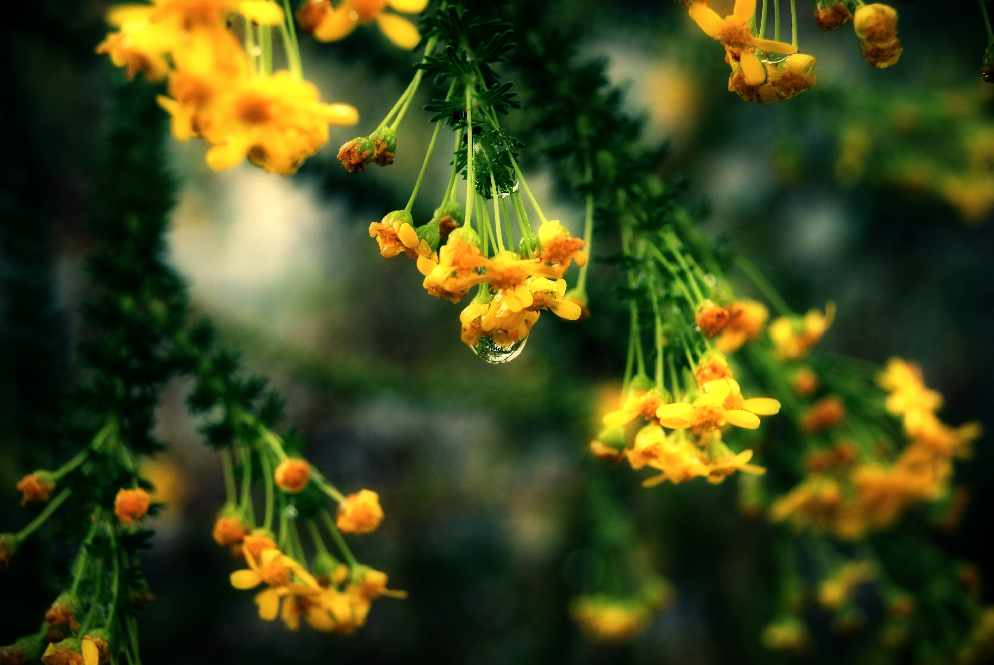 Жёлтые цветочки на ветке обои