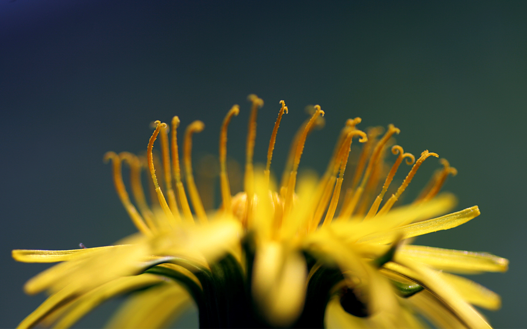 Тычинки обои