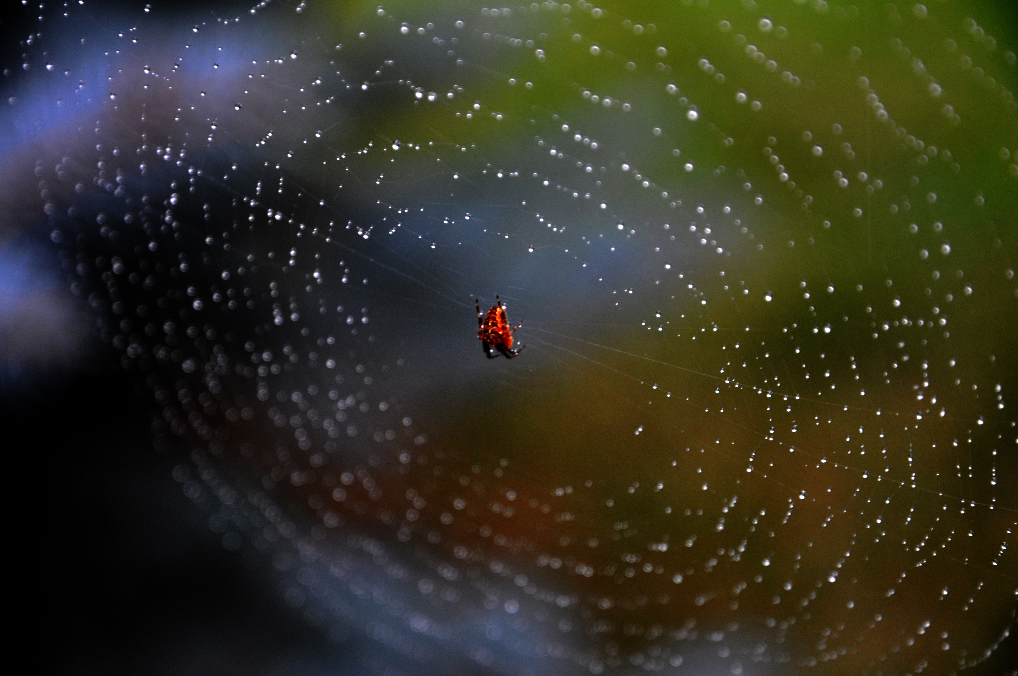Паук на паутине обои