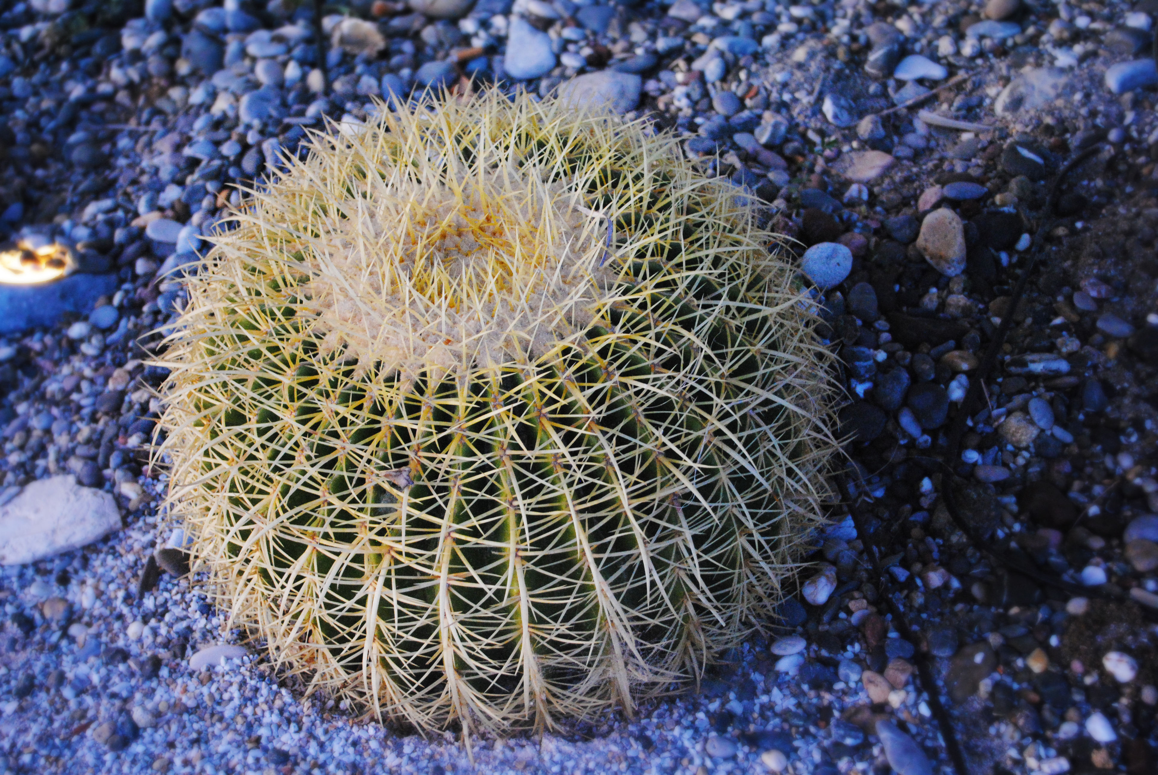 Круглый кактус обои