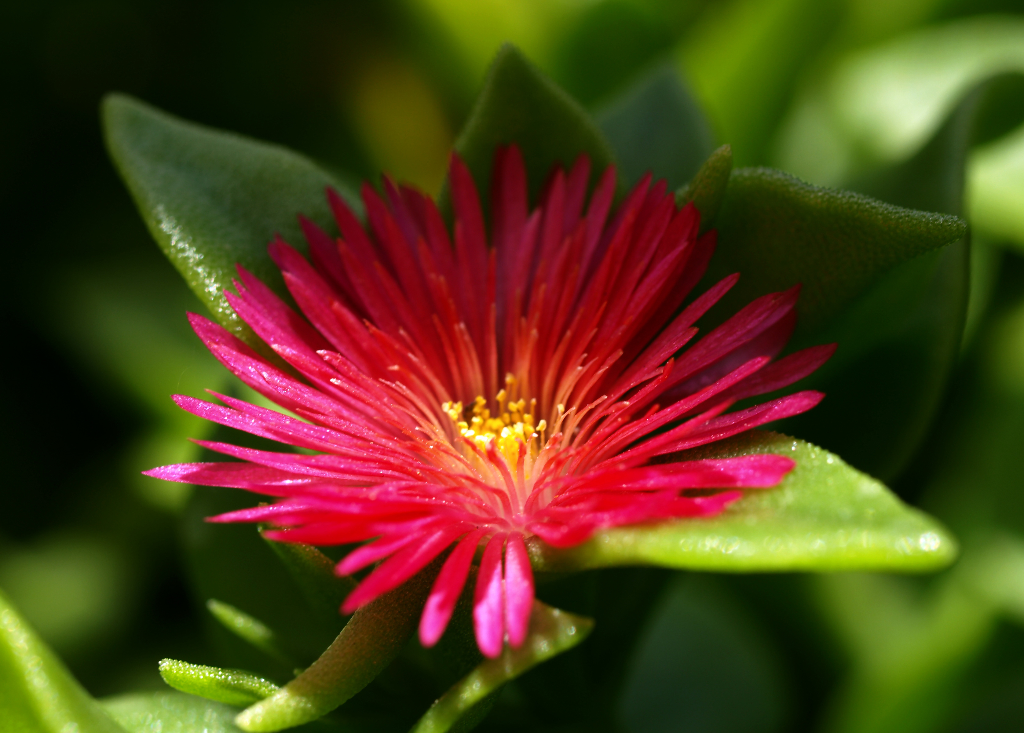 Чудесный цветок обои