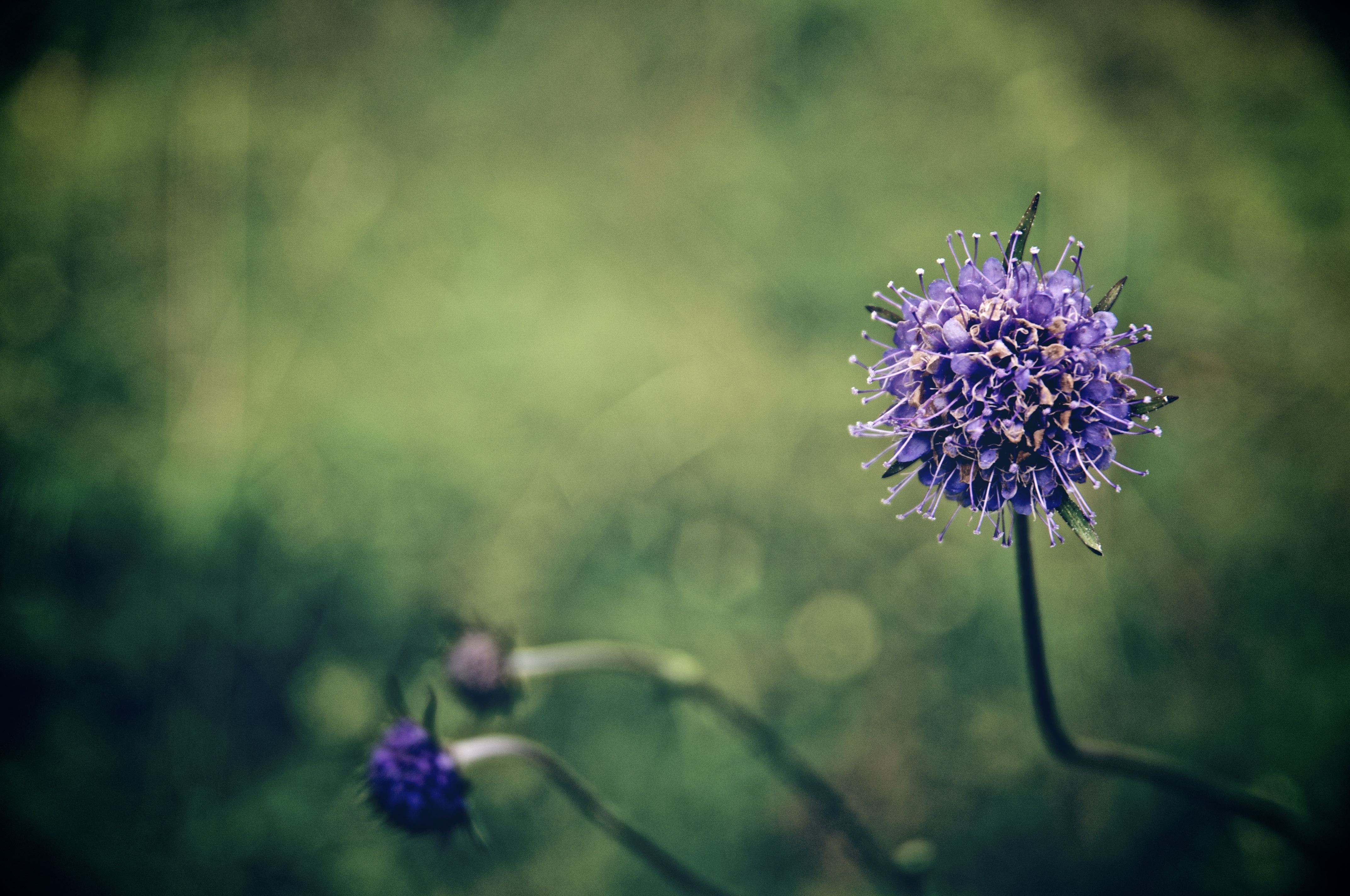Цветок в макро обои