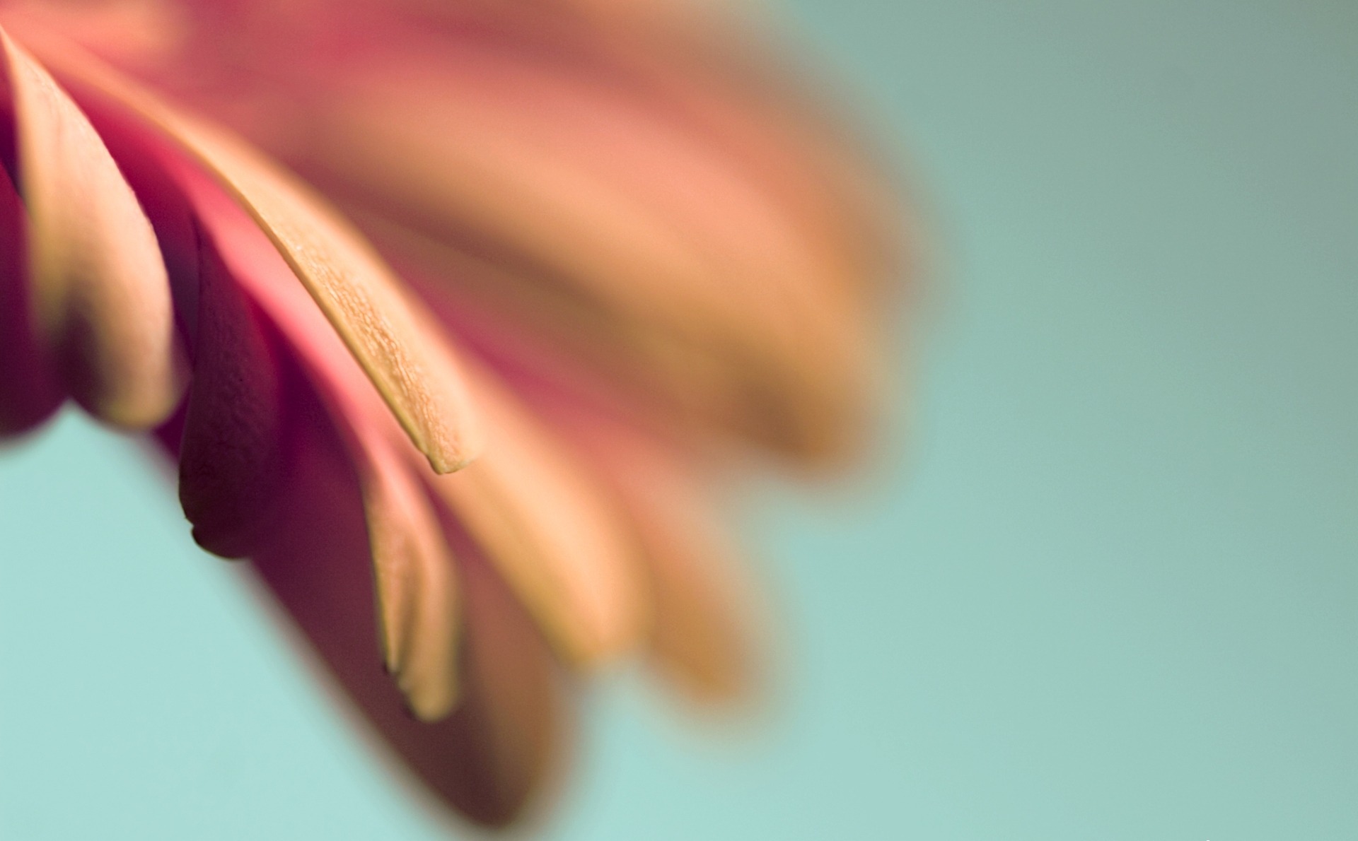 Лепестки цветка в макро обои