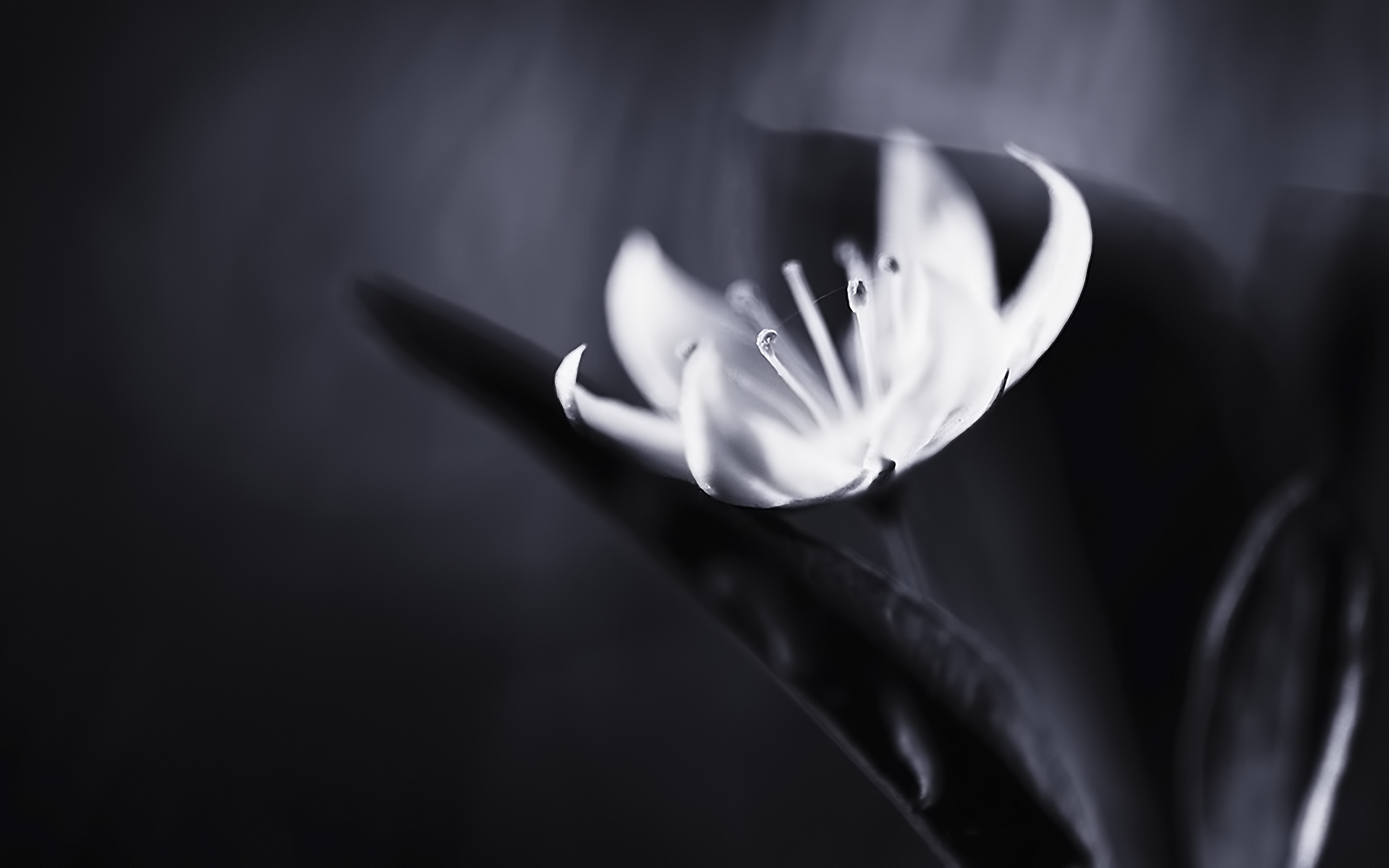 Белый цветок обои