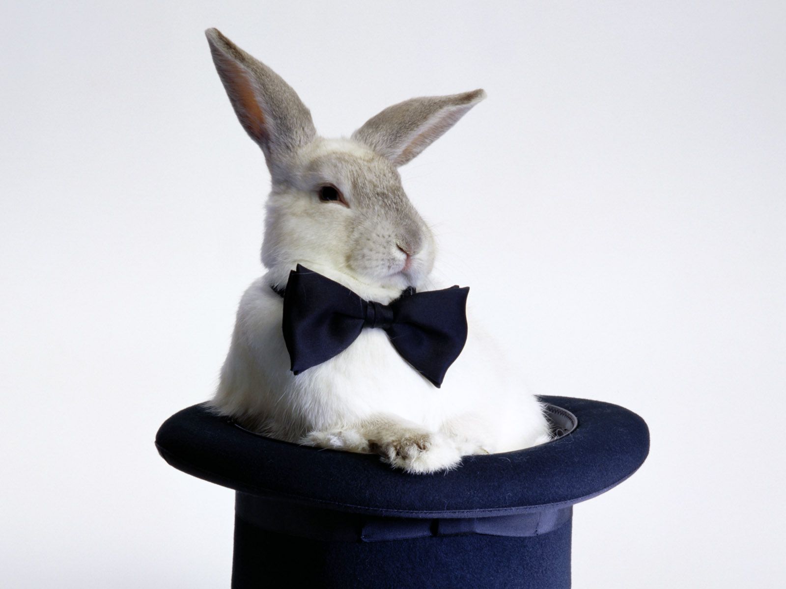 Кролик в цилиндре фокусника обои