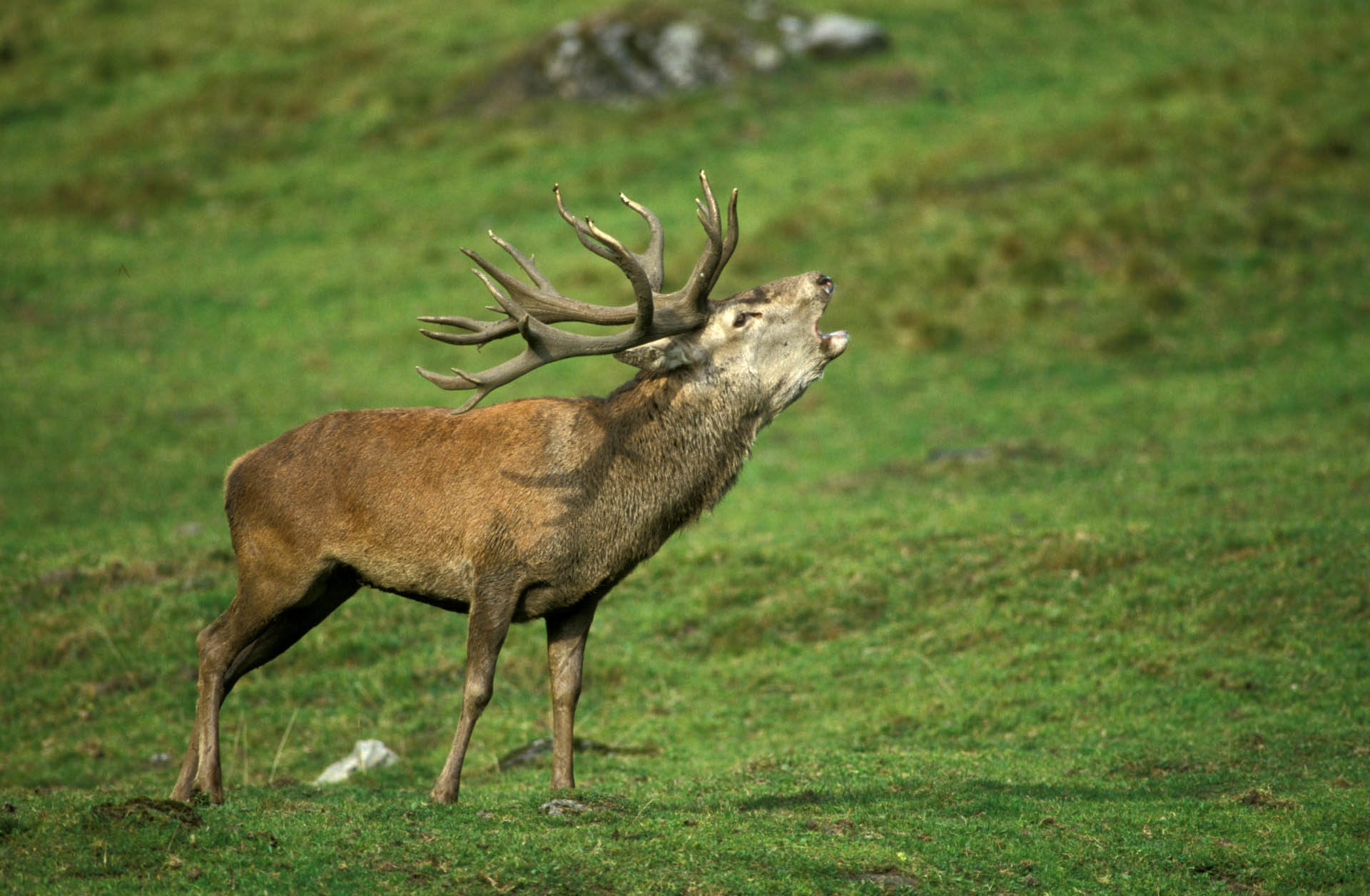 Лось зовёт сородичей обои