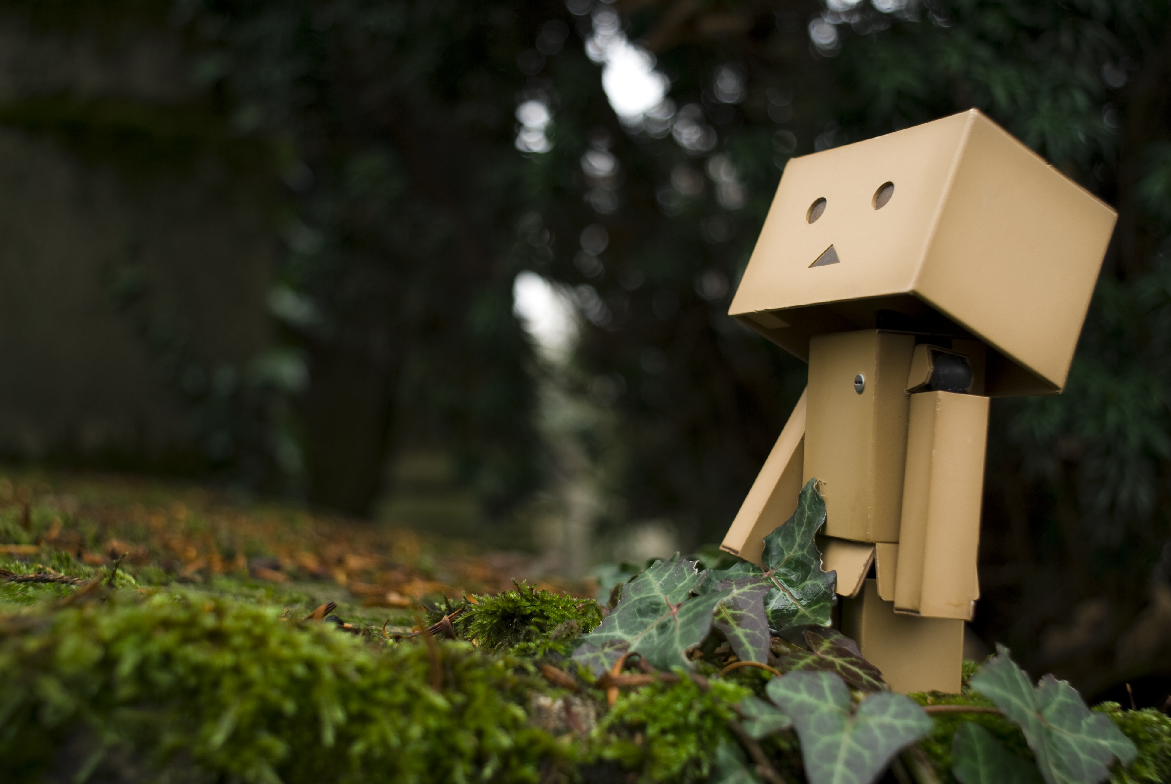 Danbo смотрит вверх обои