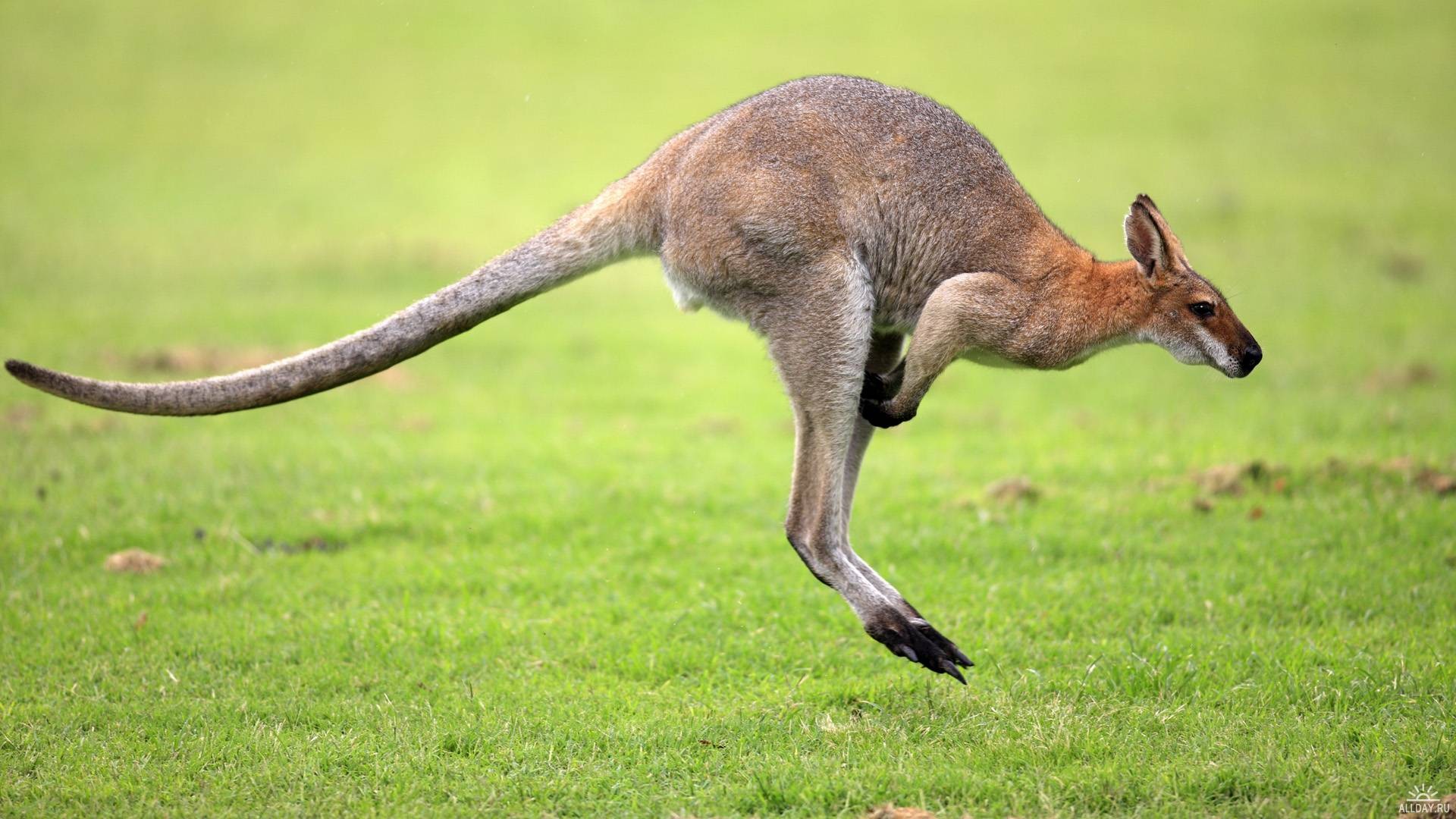 Кенгуру обои