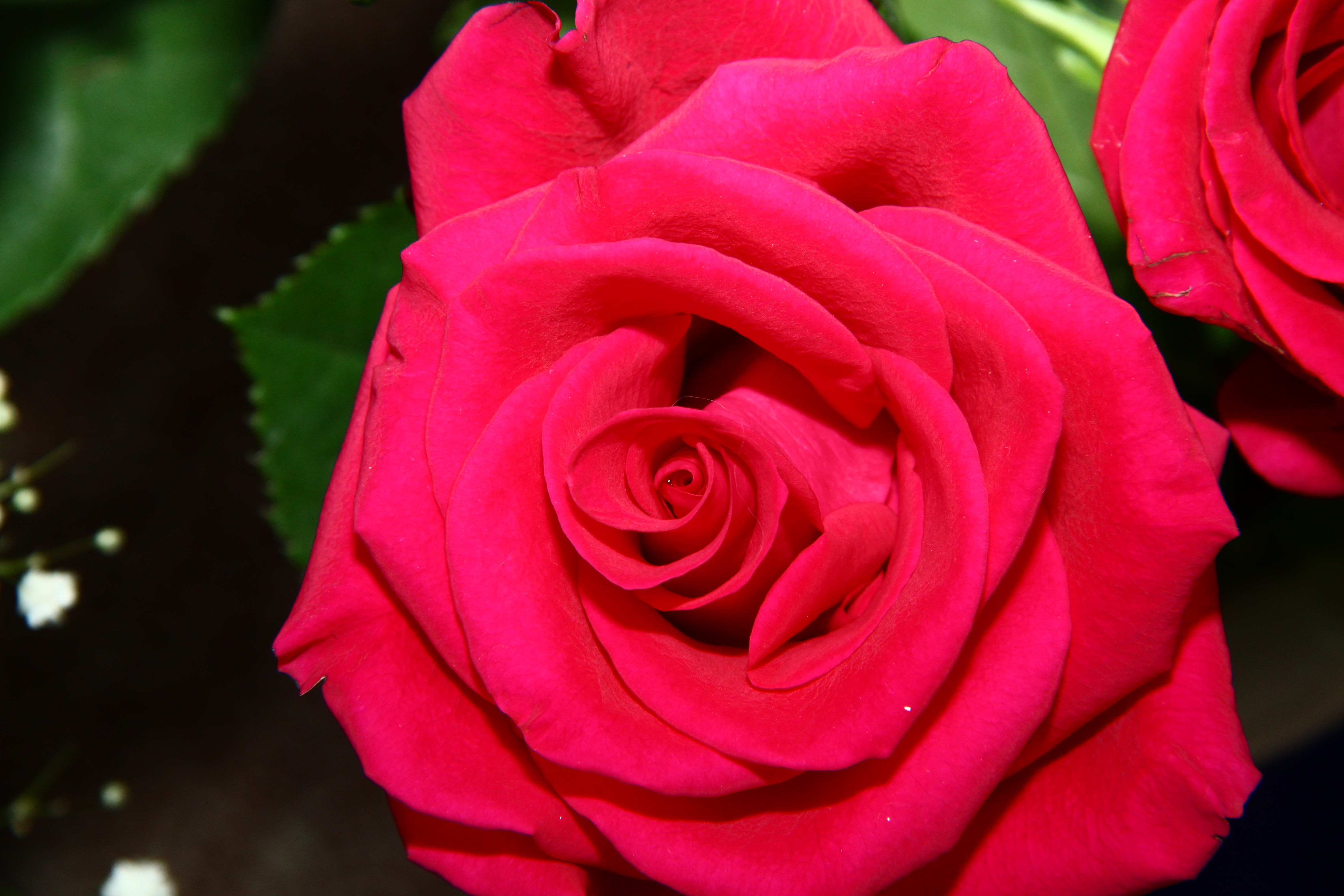 Бутон розы обои