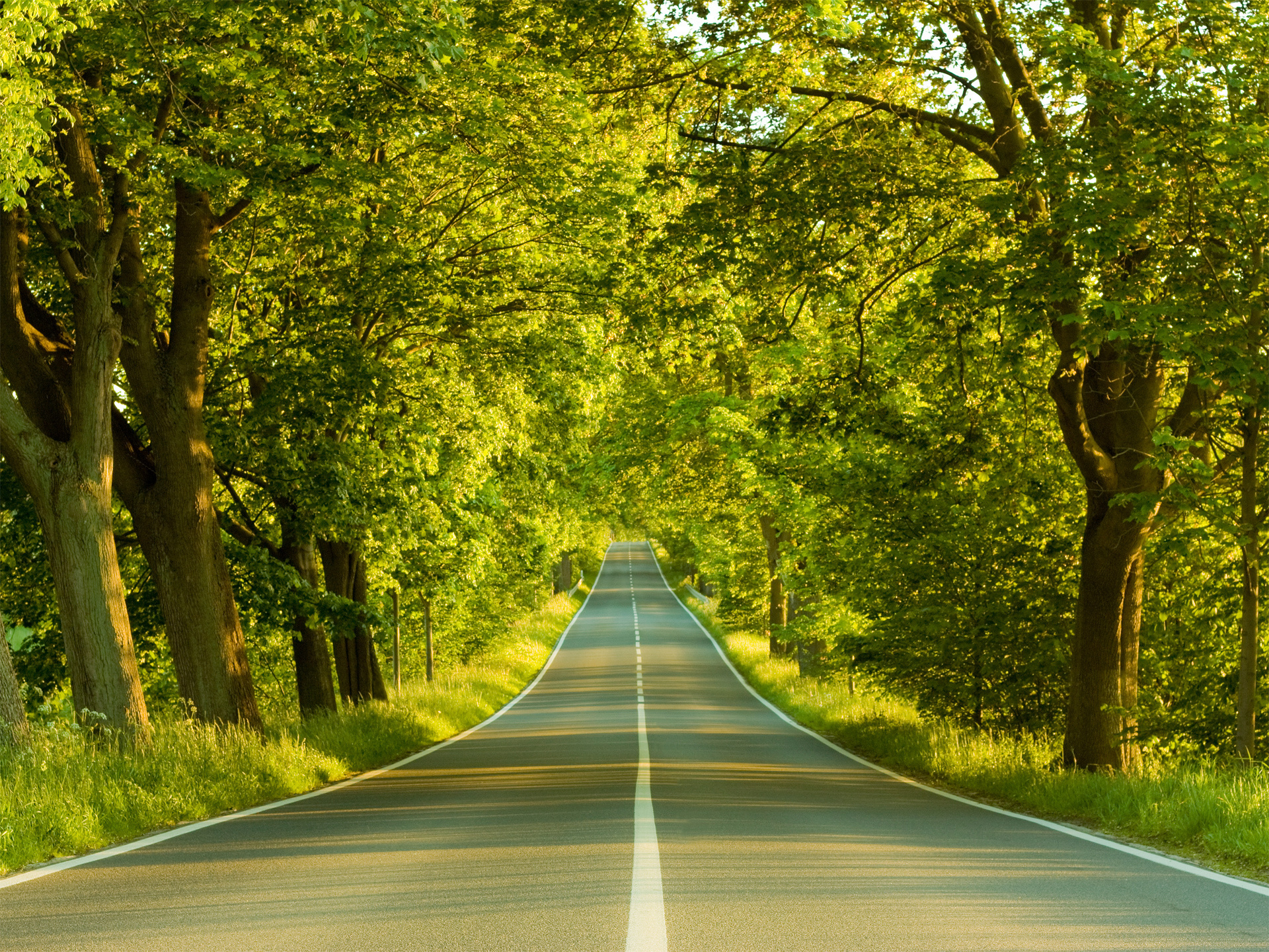 Под горку и в лес обои