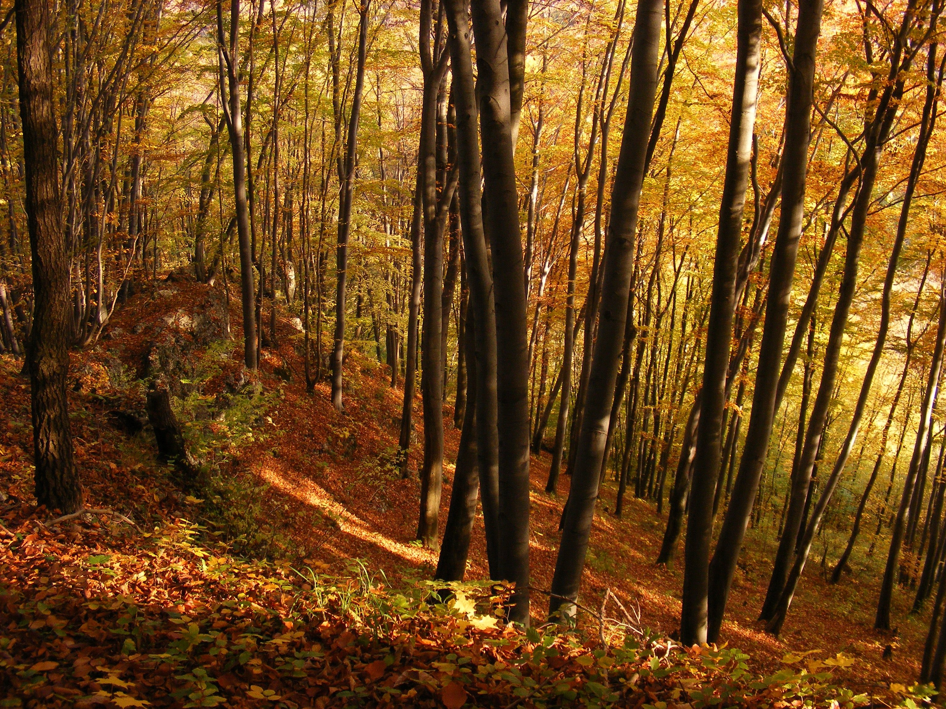 Осенний лес обои