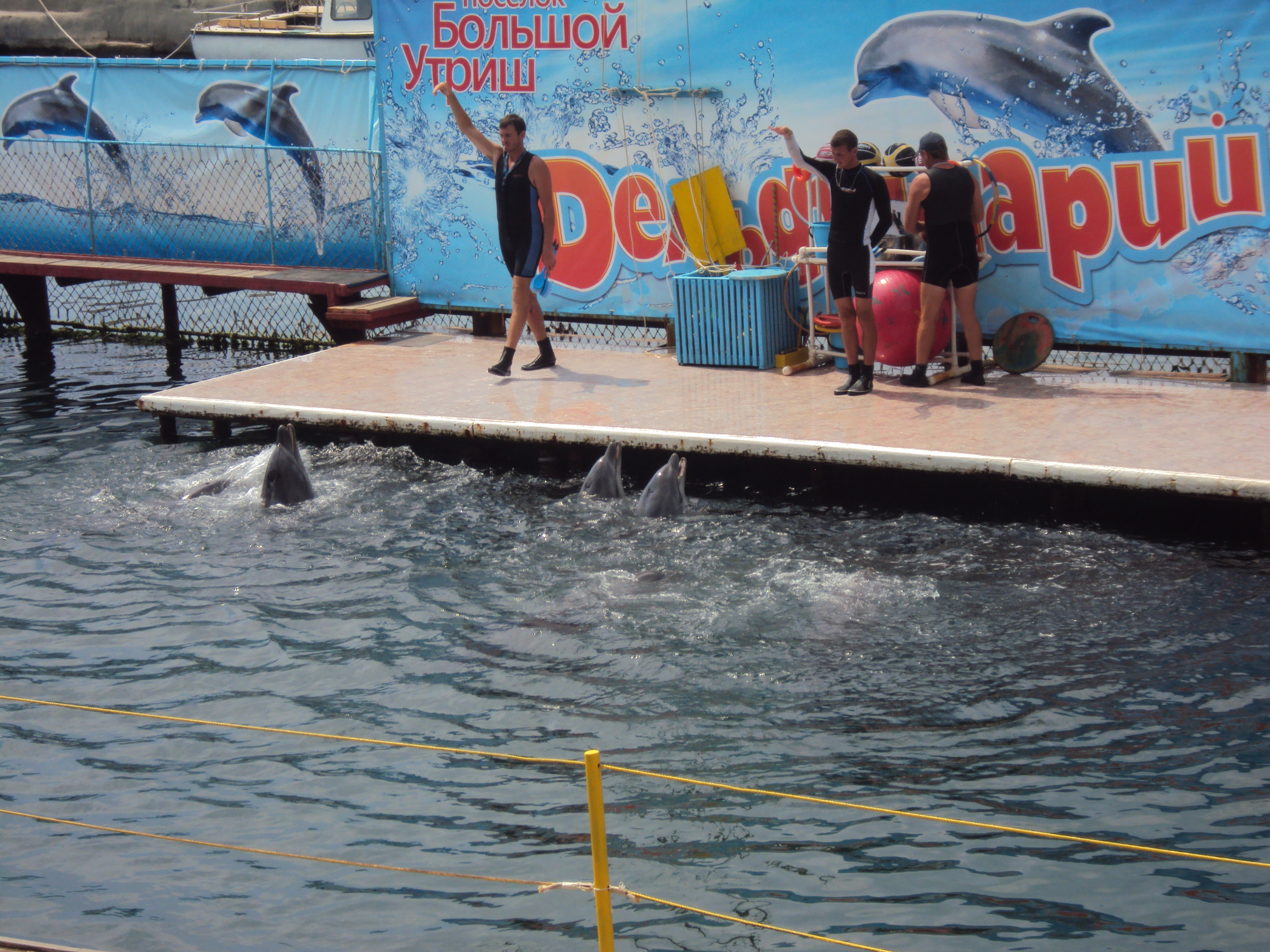 Утро в дельфинарии обои