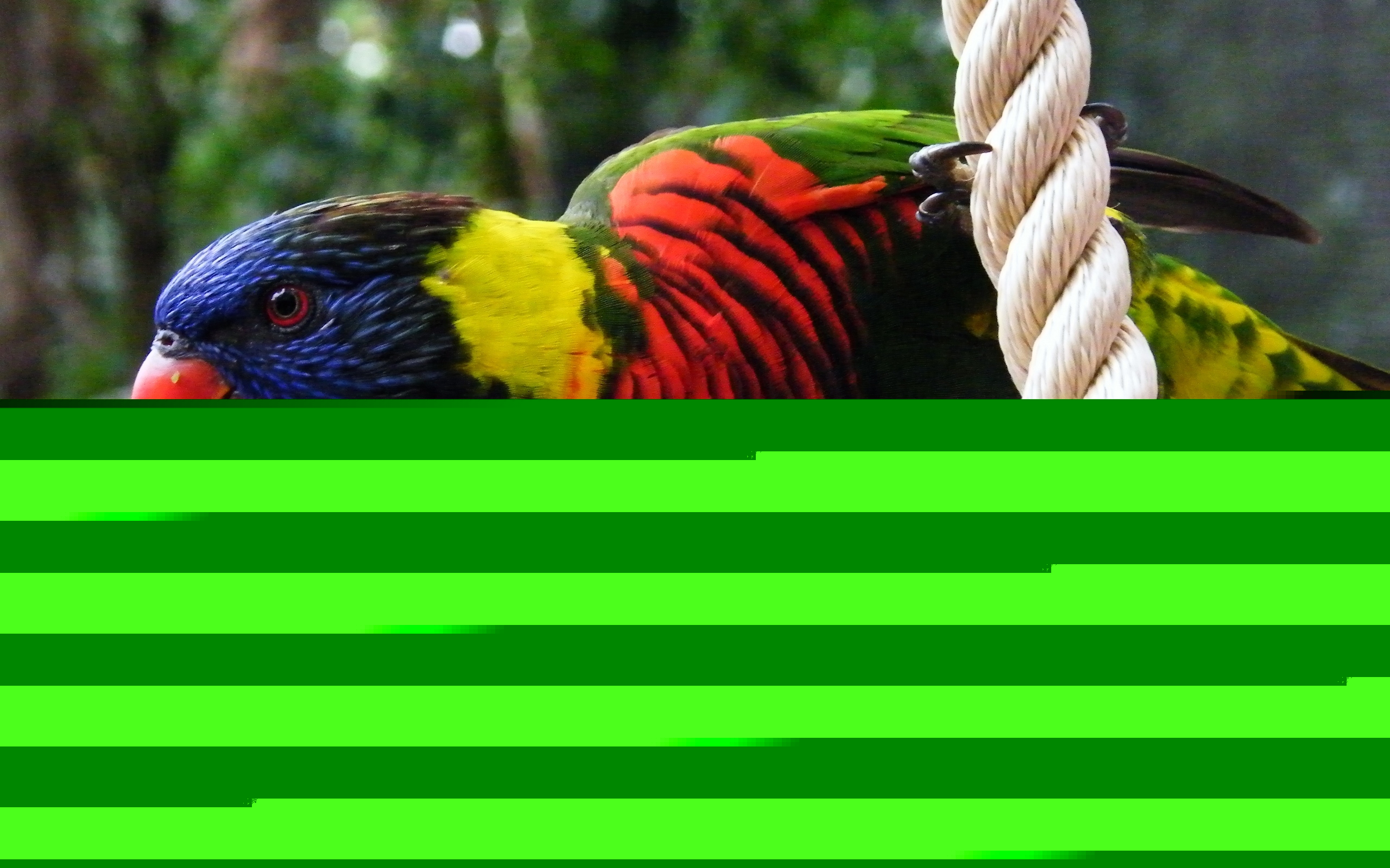 Попугай на канате обои