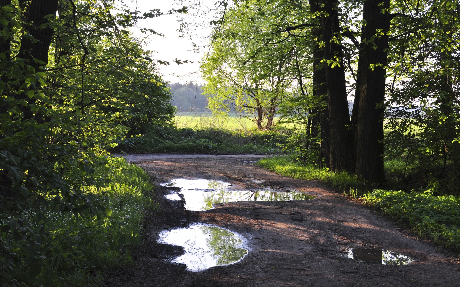 Лесная дорога обои