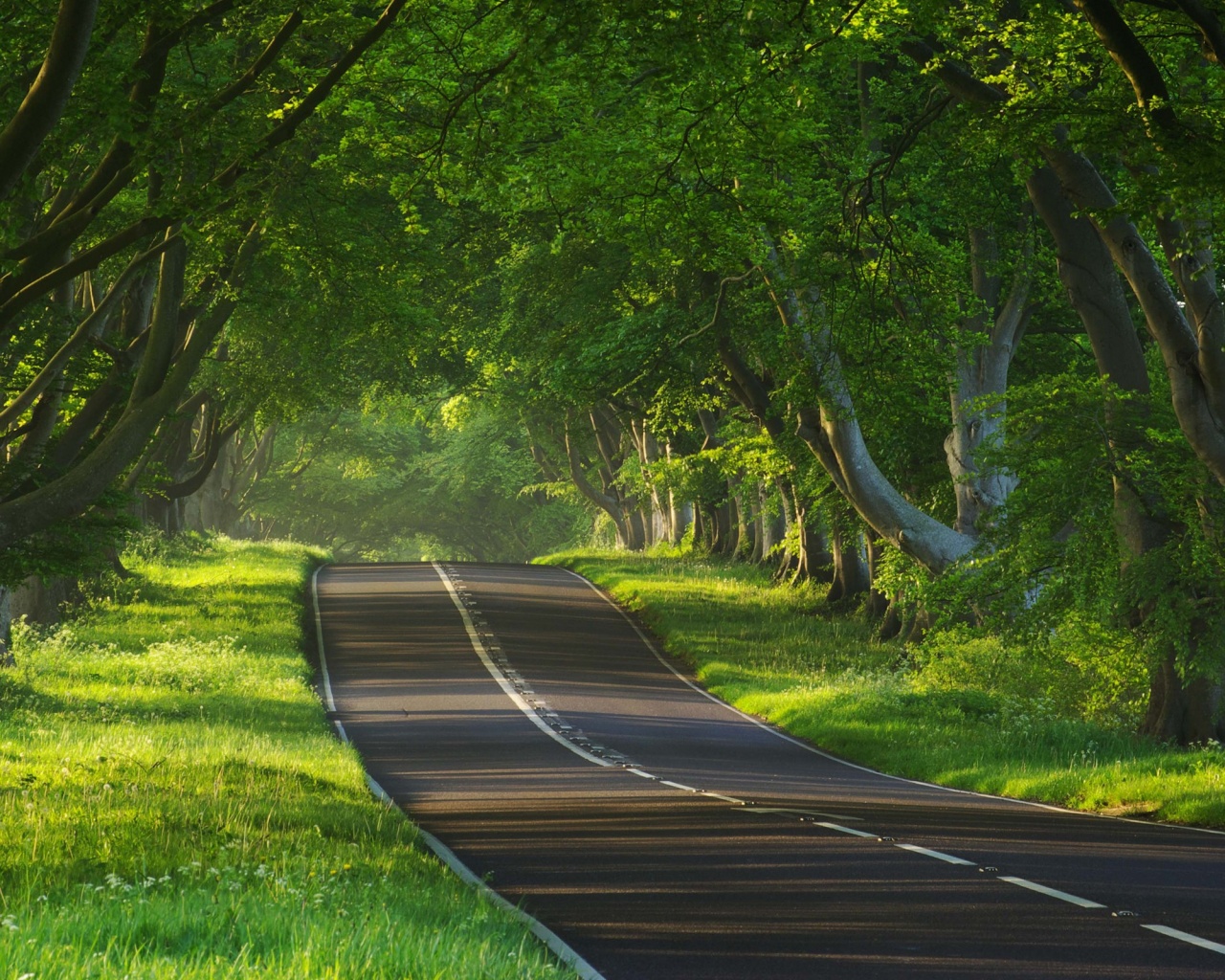 Трасса в тени деревьев обои