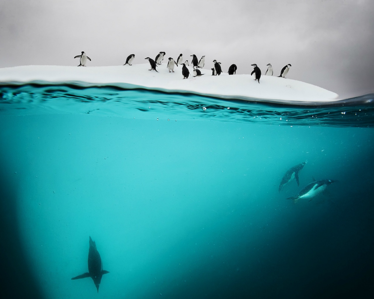 Пингвины обои