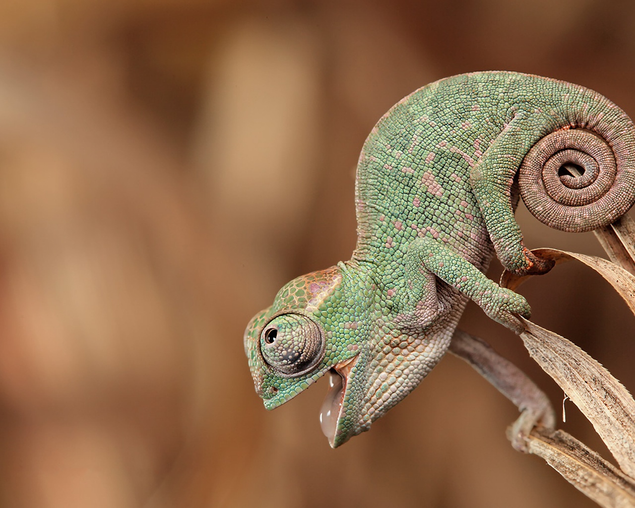 Хамелеон обои