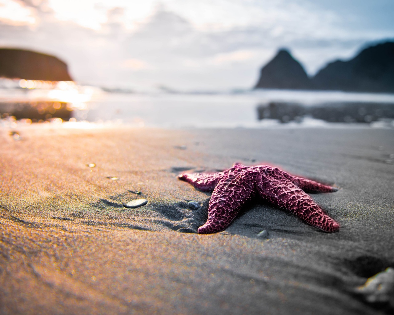 Морская звезда обои