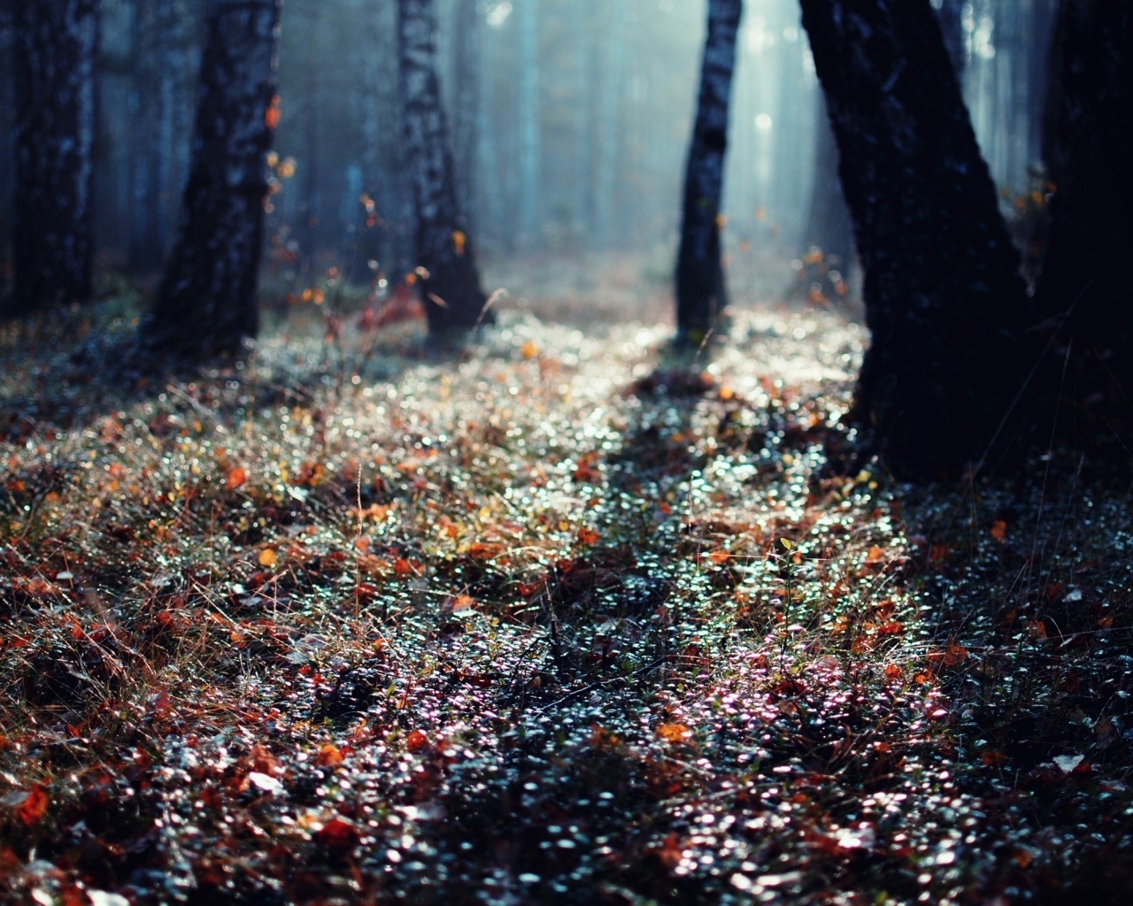 Лесная земля обои