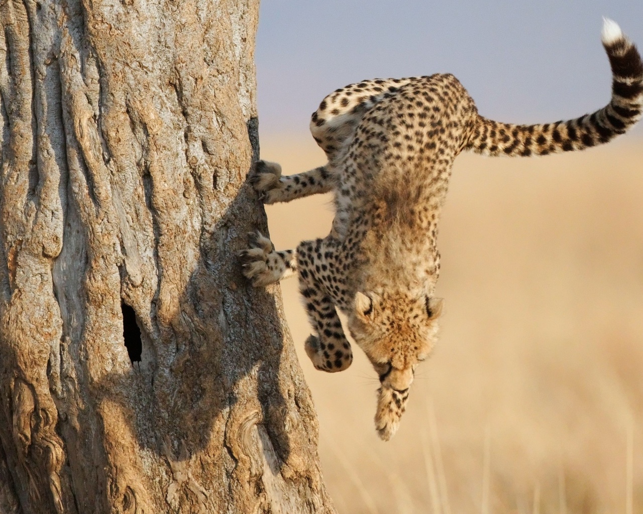 Скалолаз обои