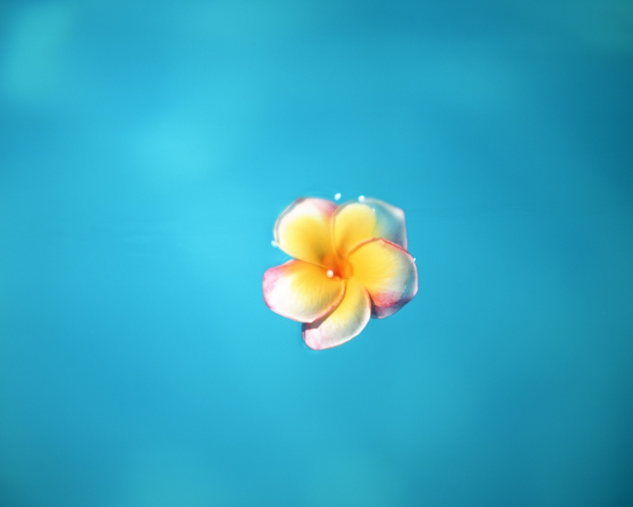 Цветок обои