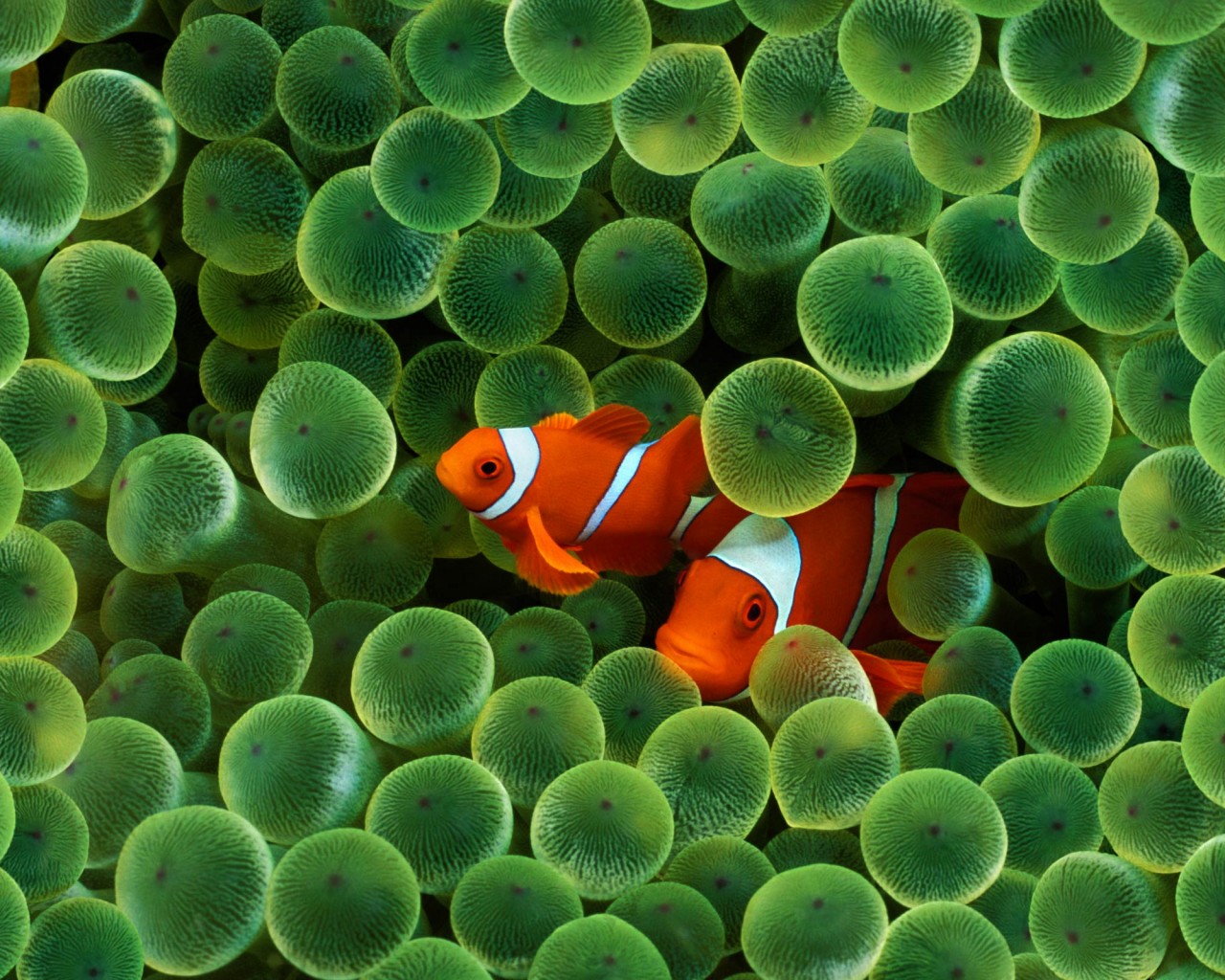 Рыбка клоун стандартные обои iPhone обои