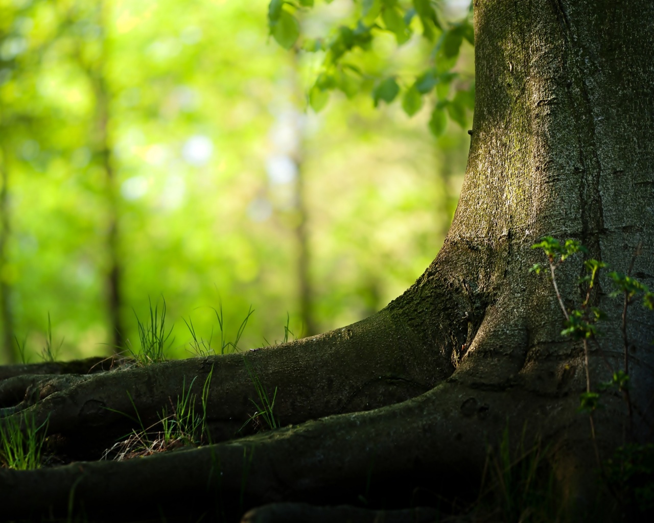 Корни дерева обои