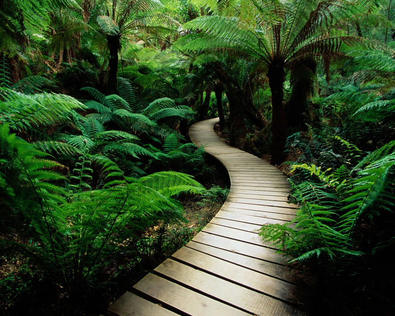 Дорожка в зарослях обои