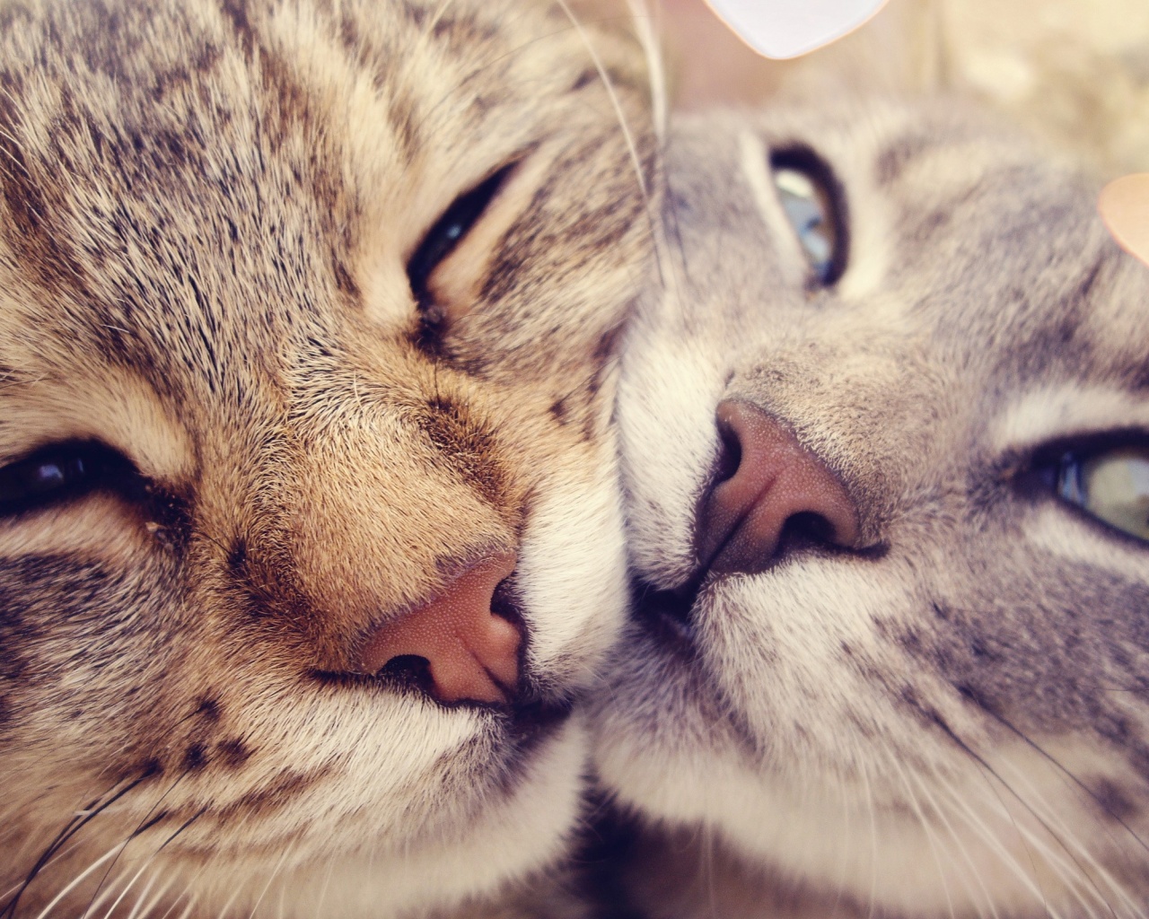 Дружные котятки обои