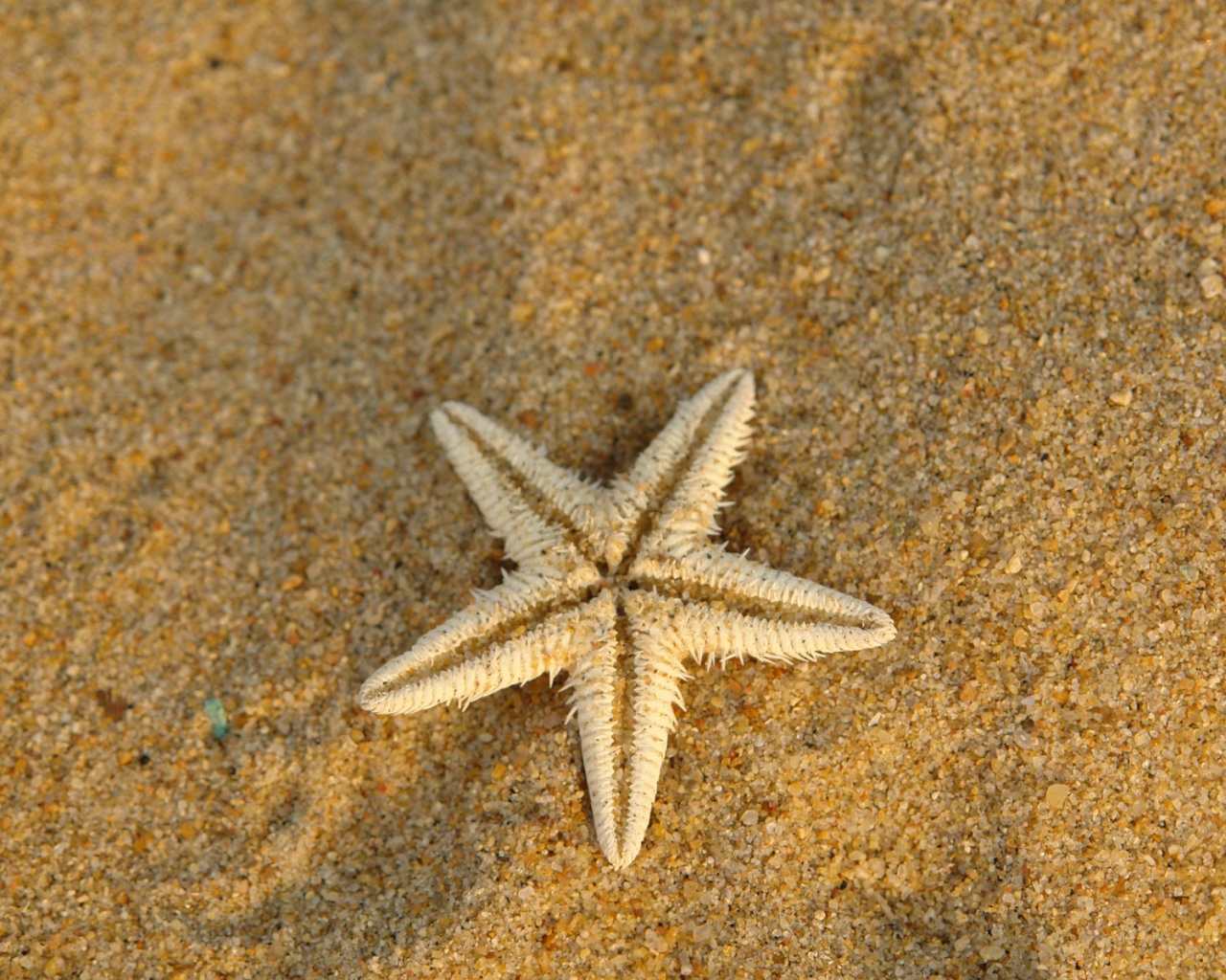Морская звезда на песке обои