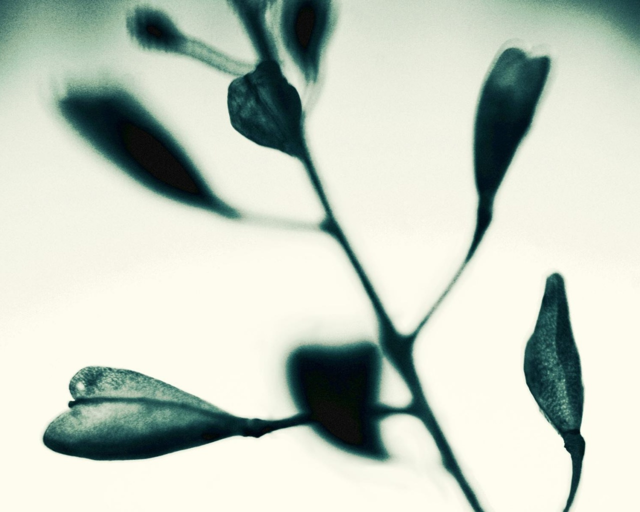 Усыхающие листья обои