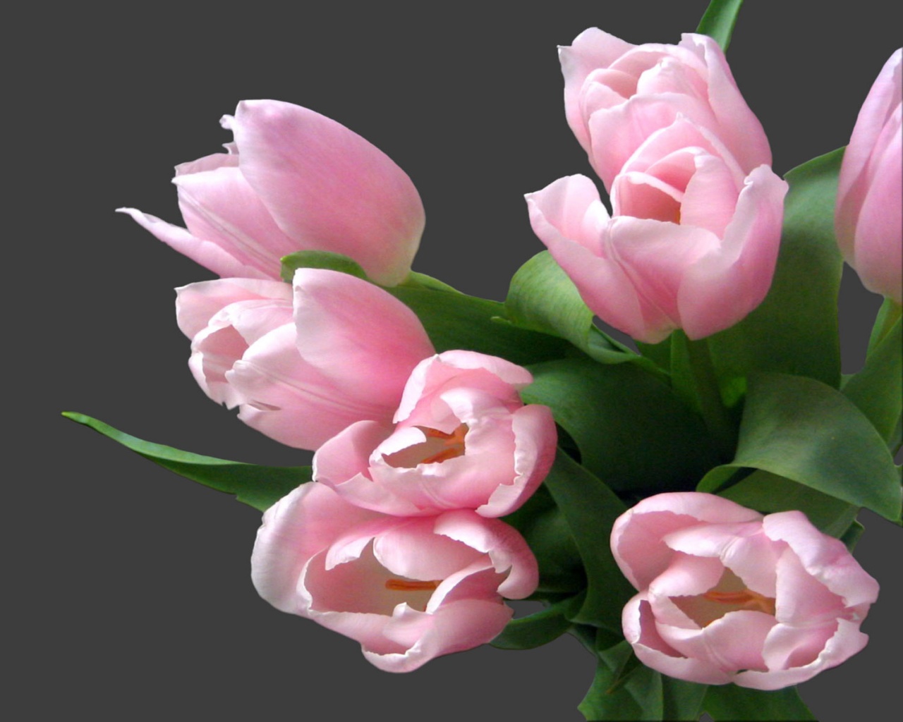 Розовый букет обои