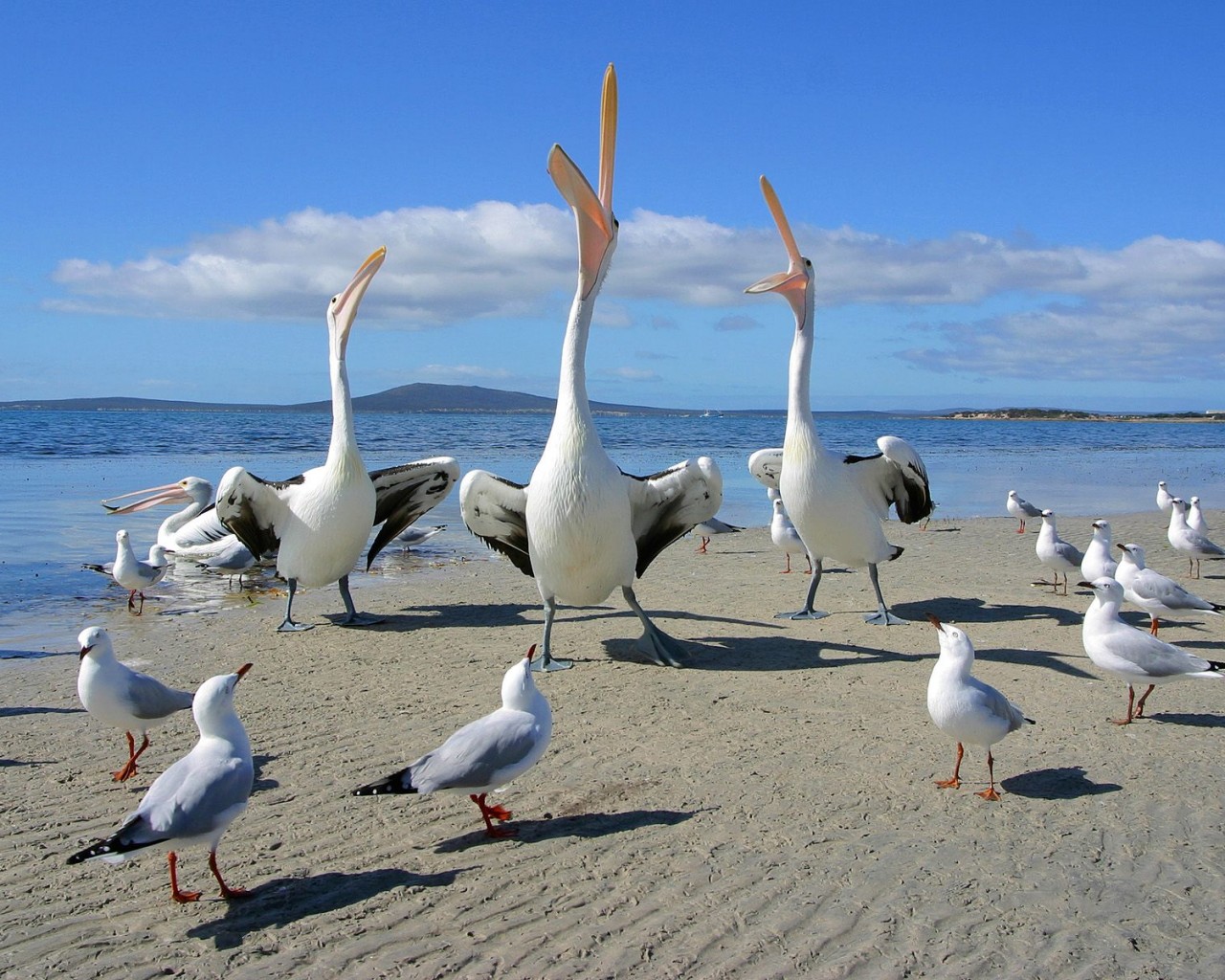 Пеликаны и чайки обои