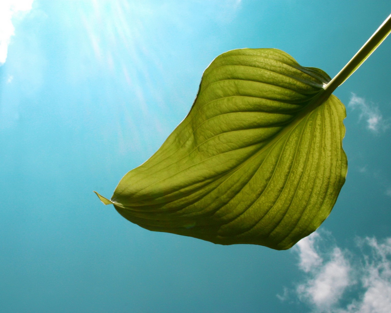 Листик тянется к солнцу обои
