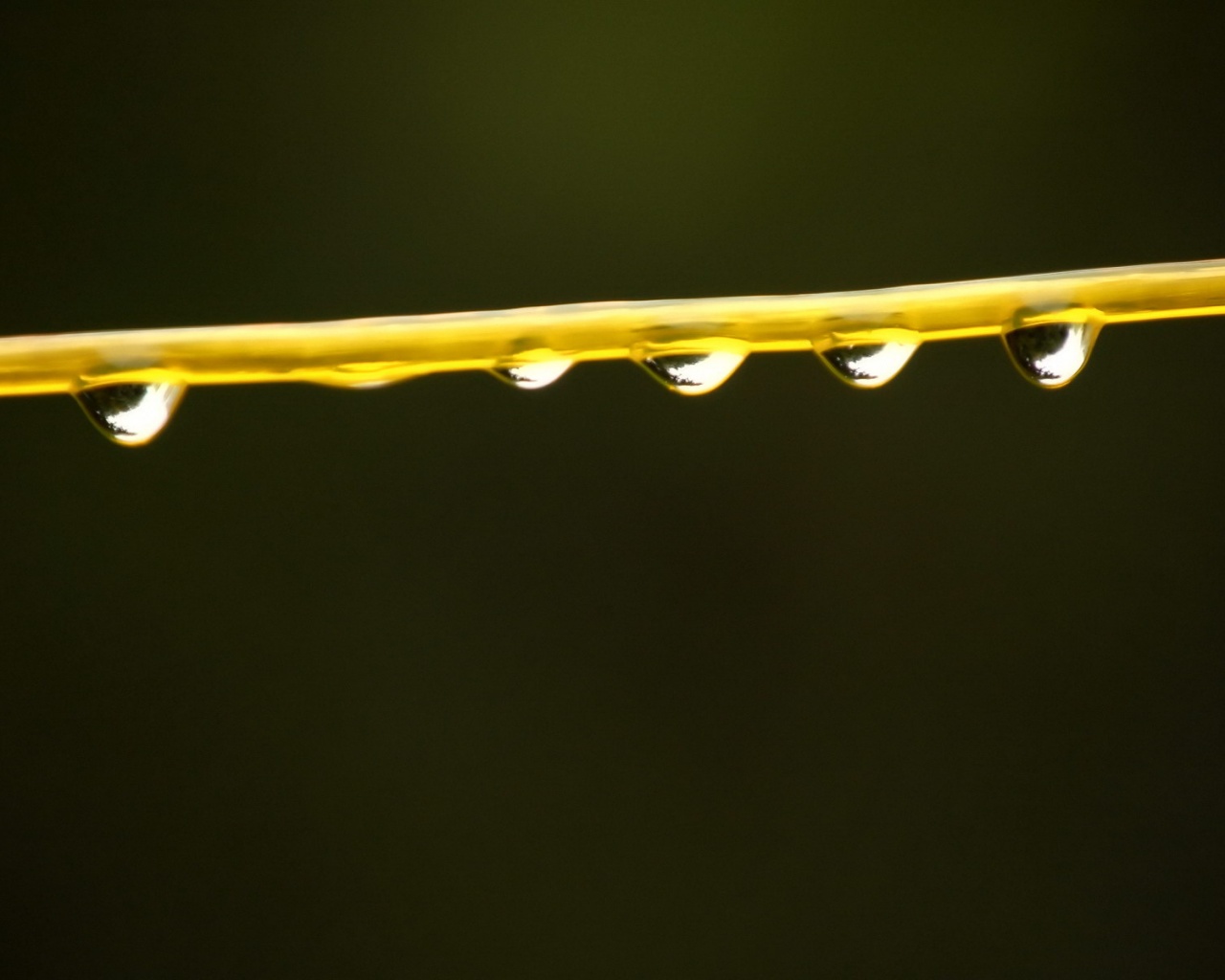 Капли на соломинке обои