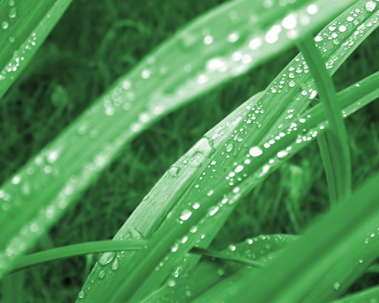 Роса на траве обои