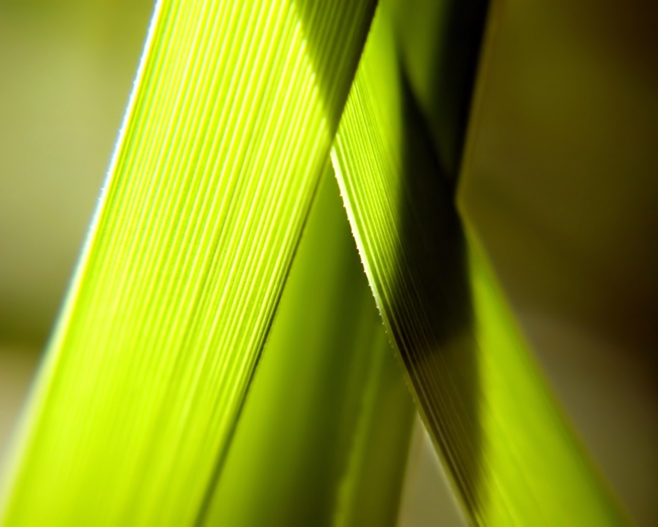 Травинки на свету обои