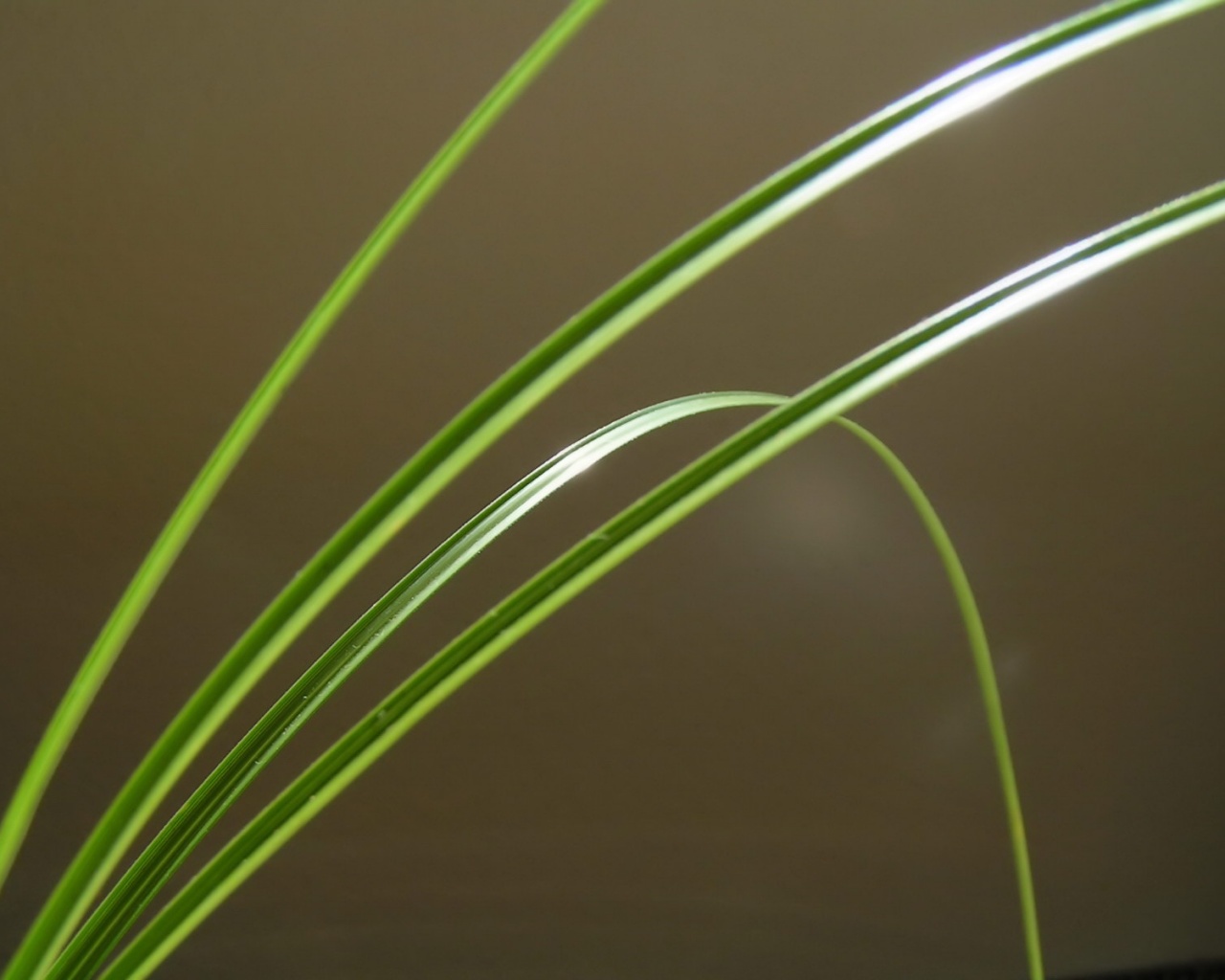 Четыре травинки обои