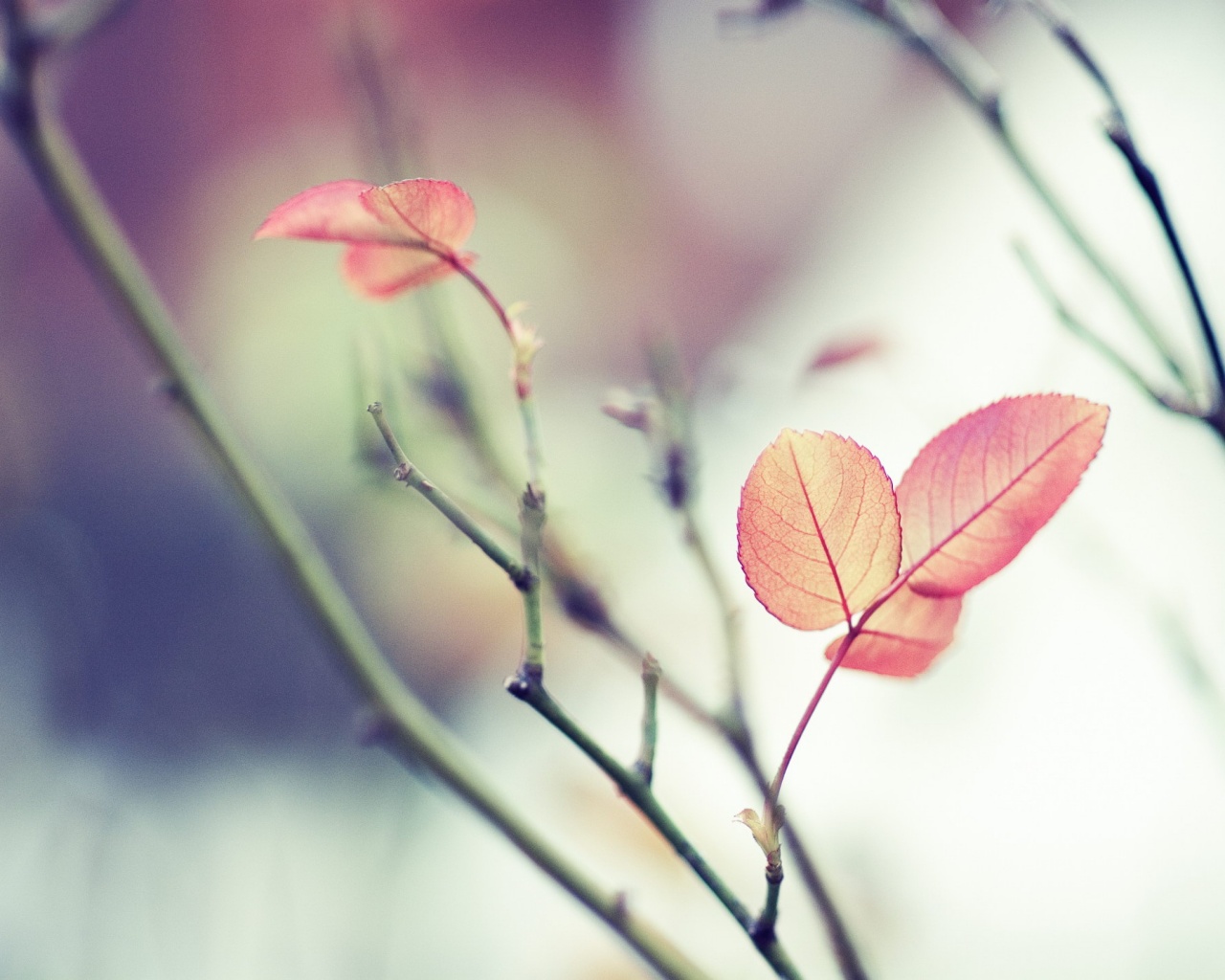 Красные листики обои