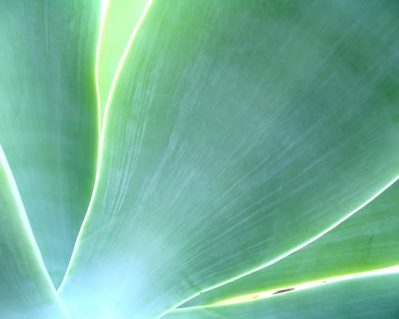 Макро фото травинки обои