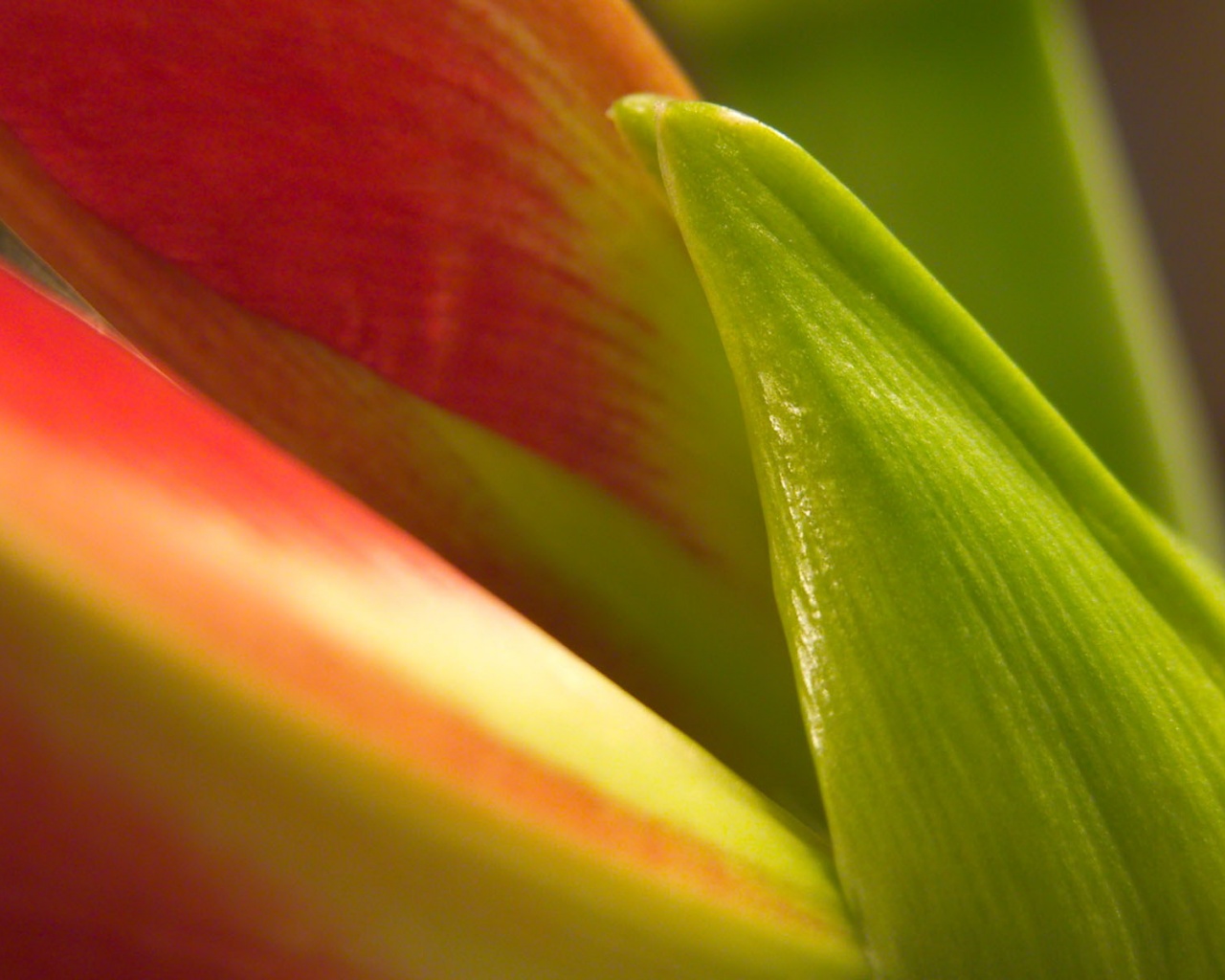 Макро фото цветка обои