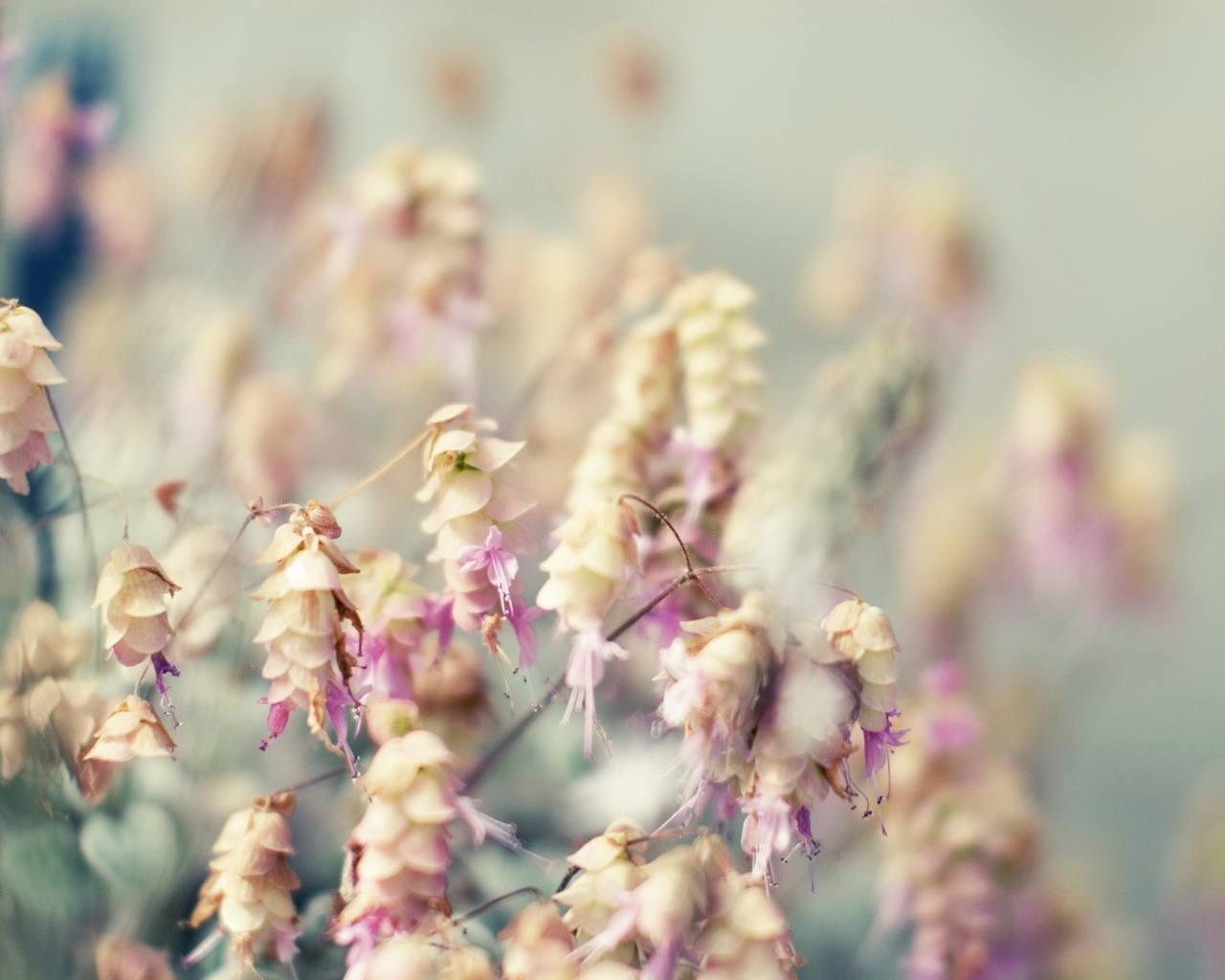 Висящие цветочки обои