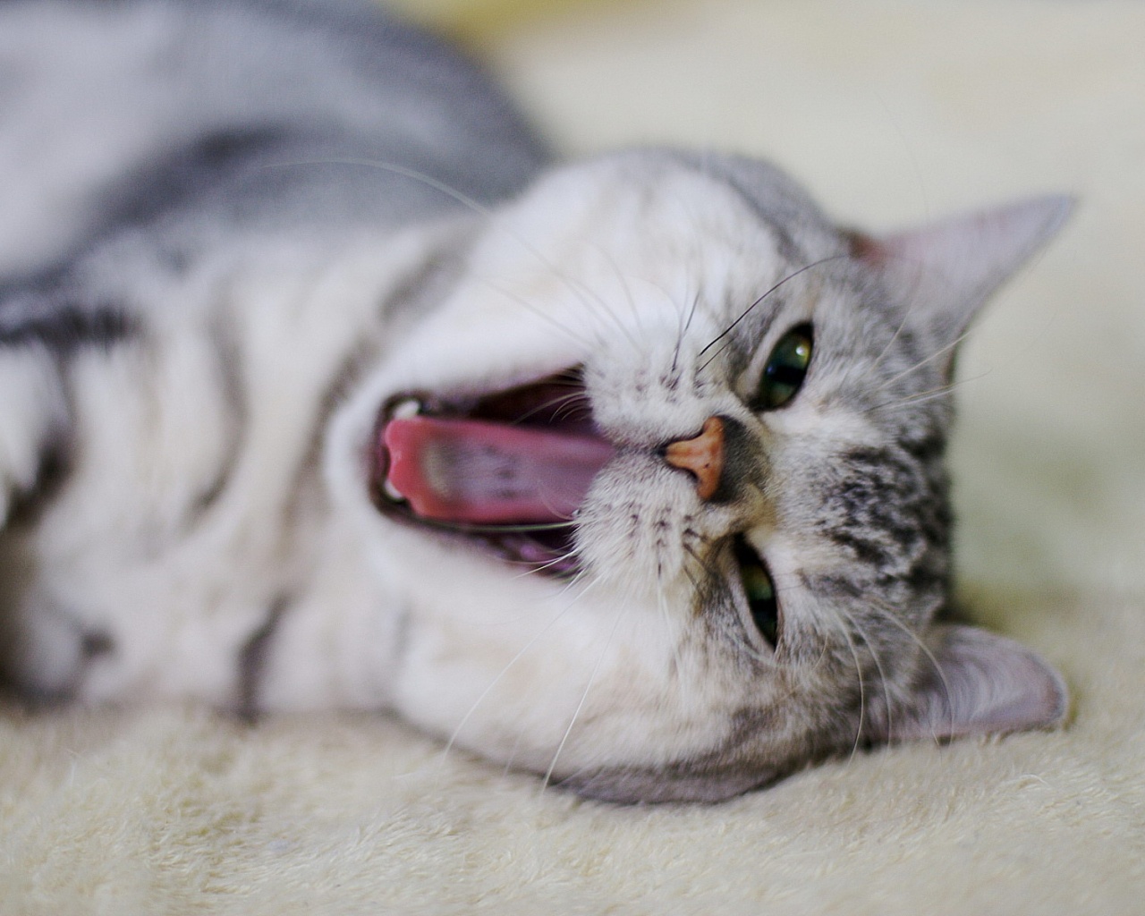 Зевающий кот обои