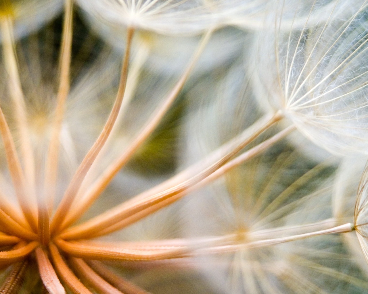 Одуванчик макро обои