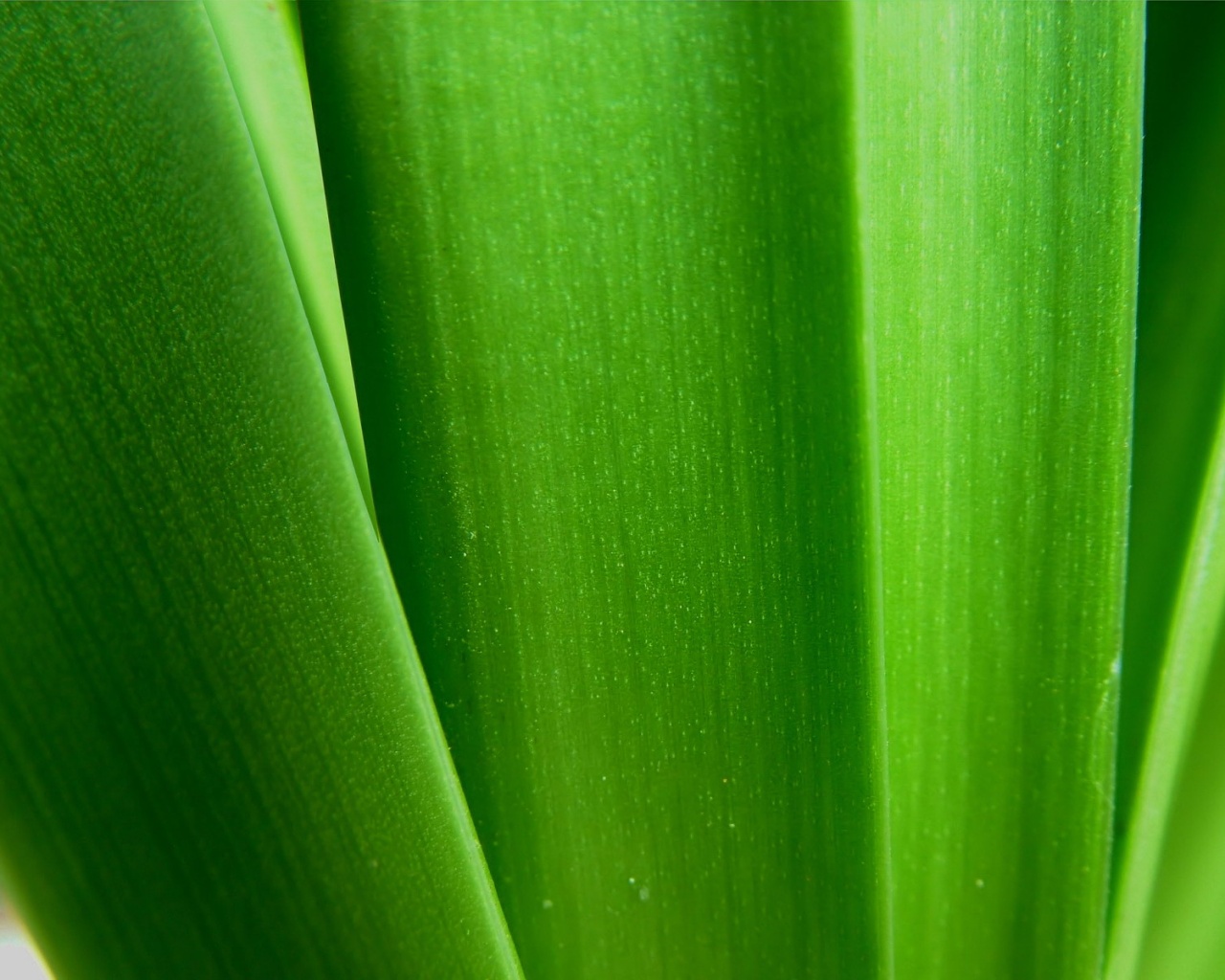 Сочная травинка обои