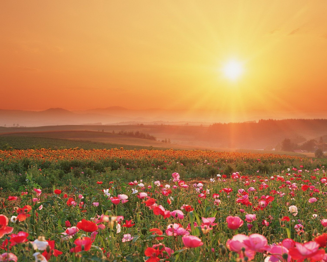 Цветущие поля обои