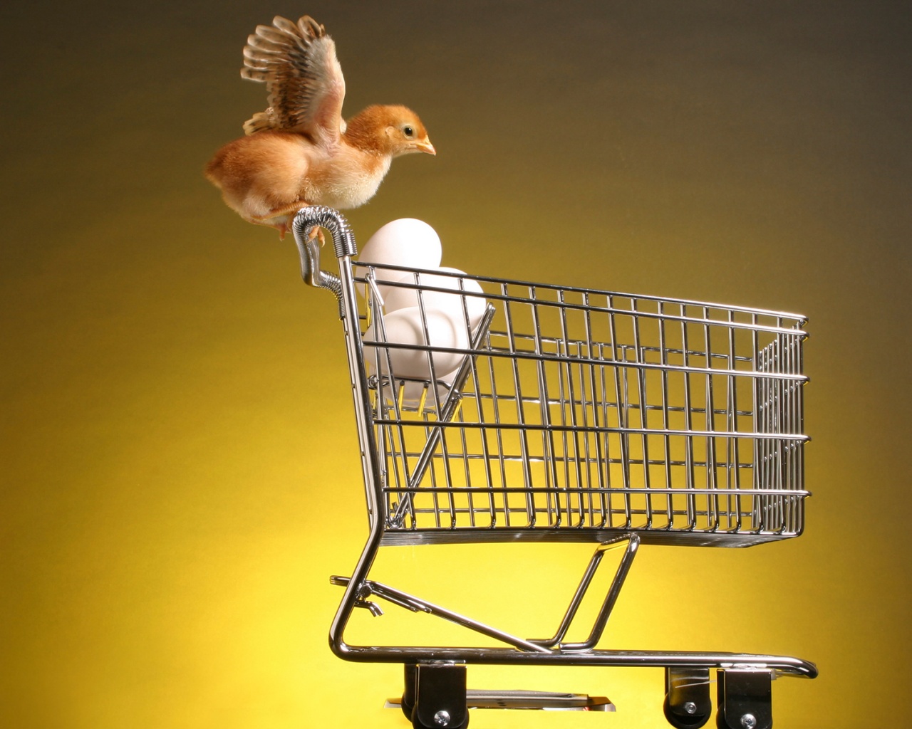 Цыплёнок покупает яйца обои