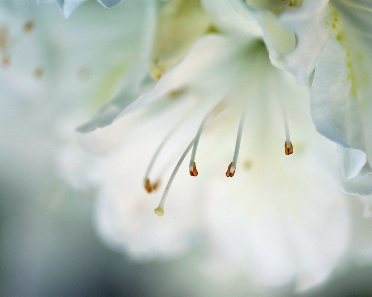 Цветок орхидеи обои