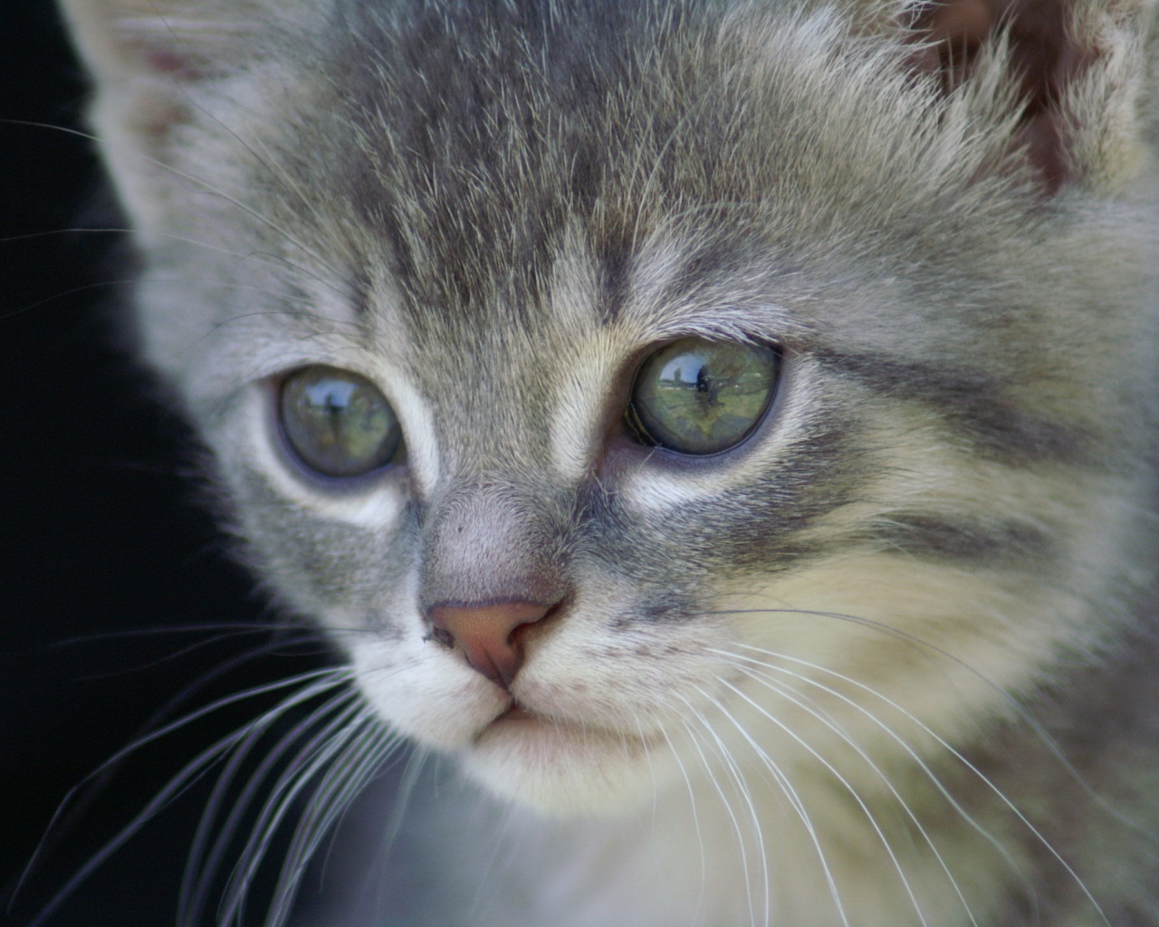 Мордочка котёнка обои